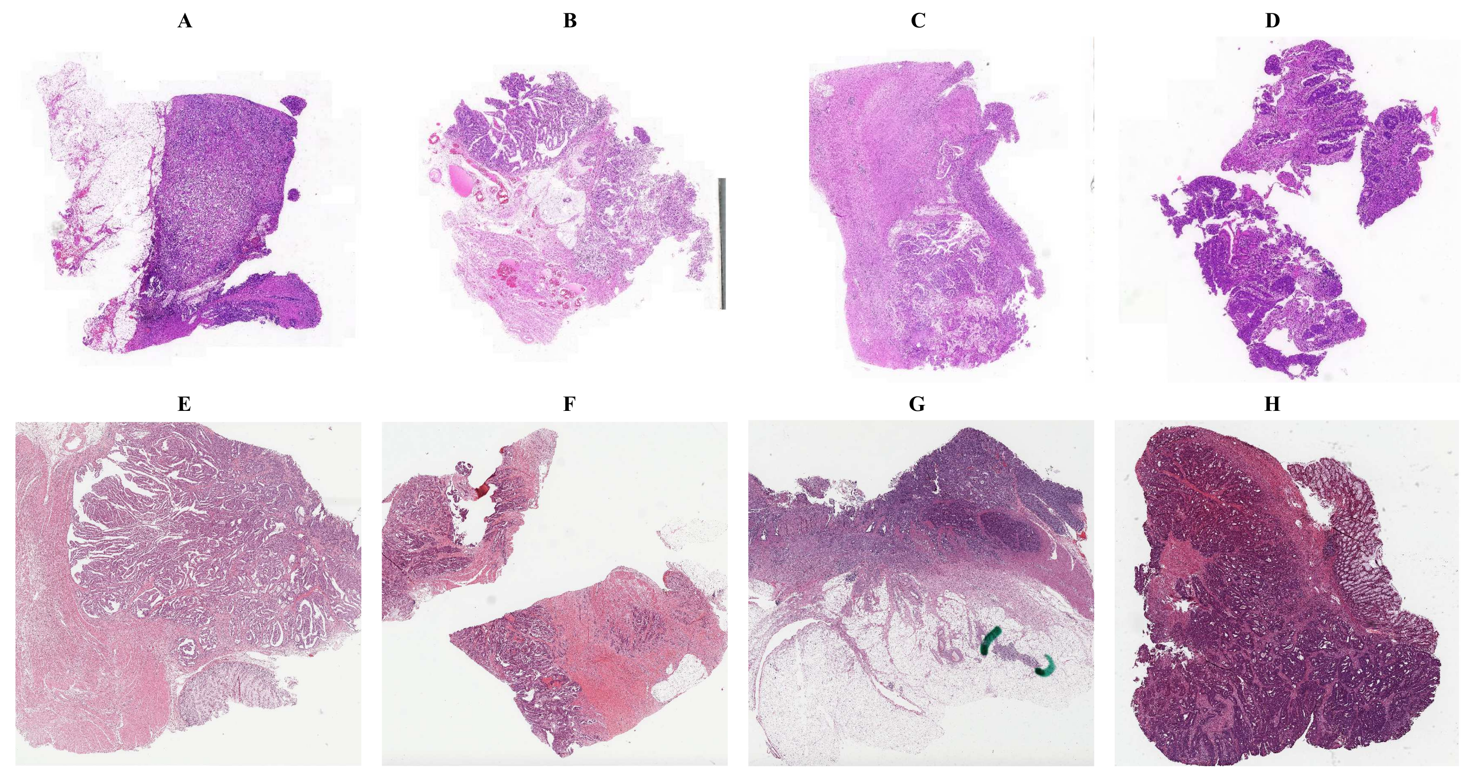 Cancers 14 04144 g001