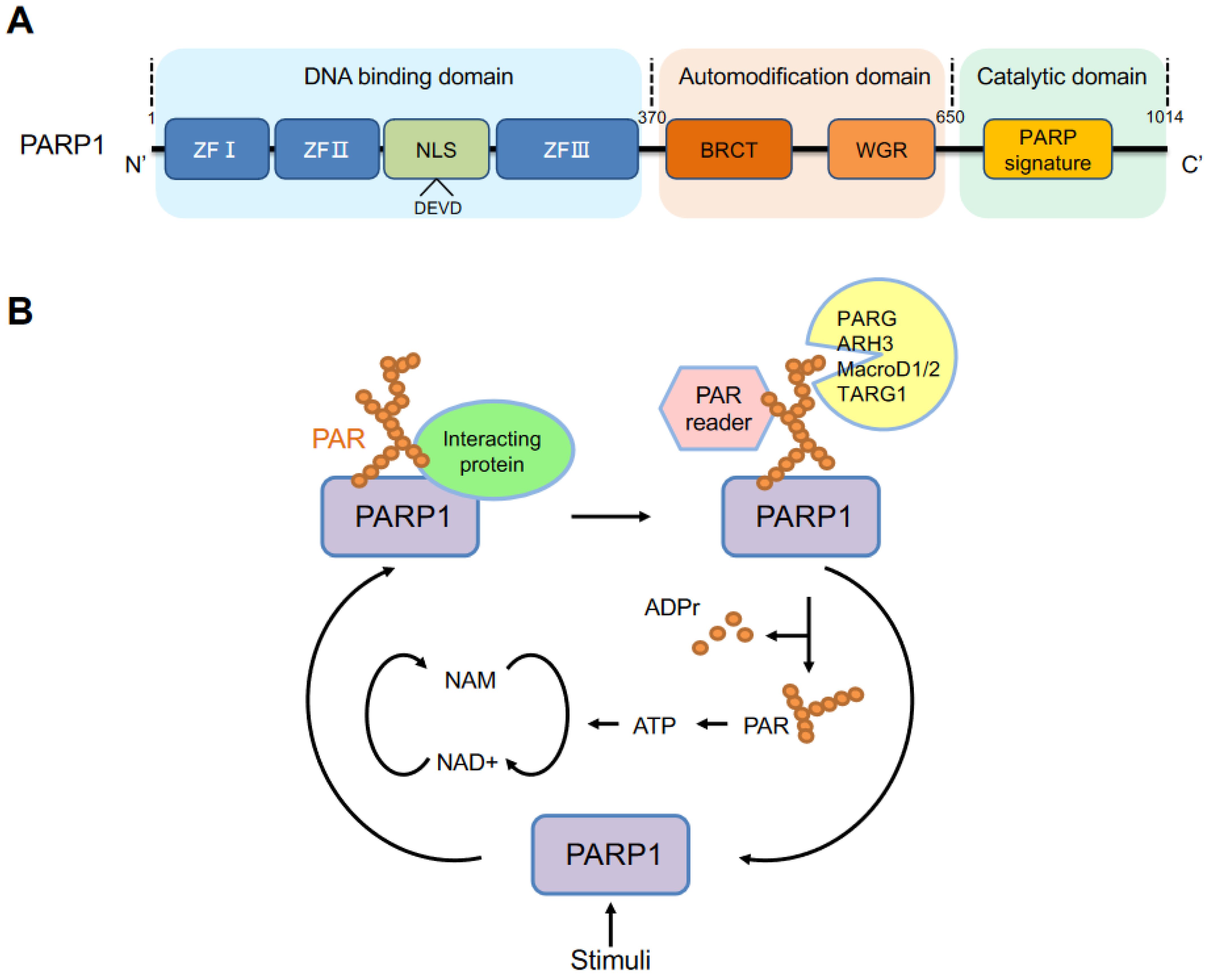 Cancers 14 04162 g001
