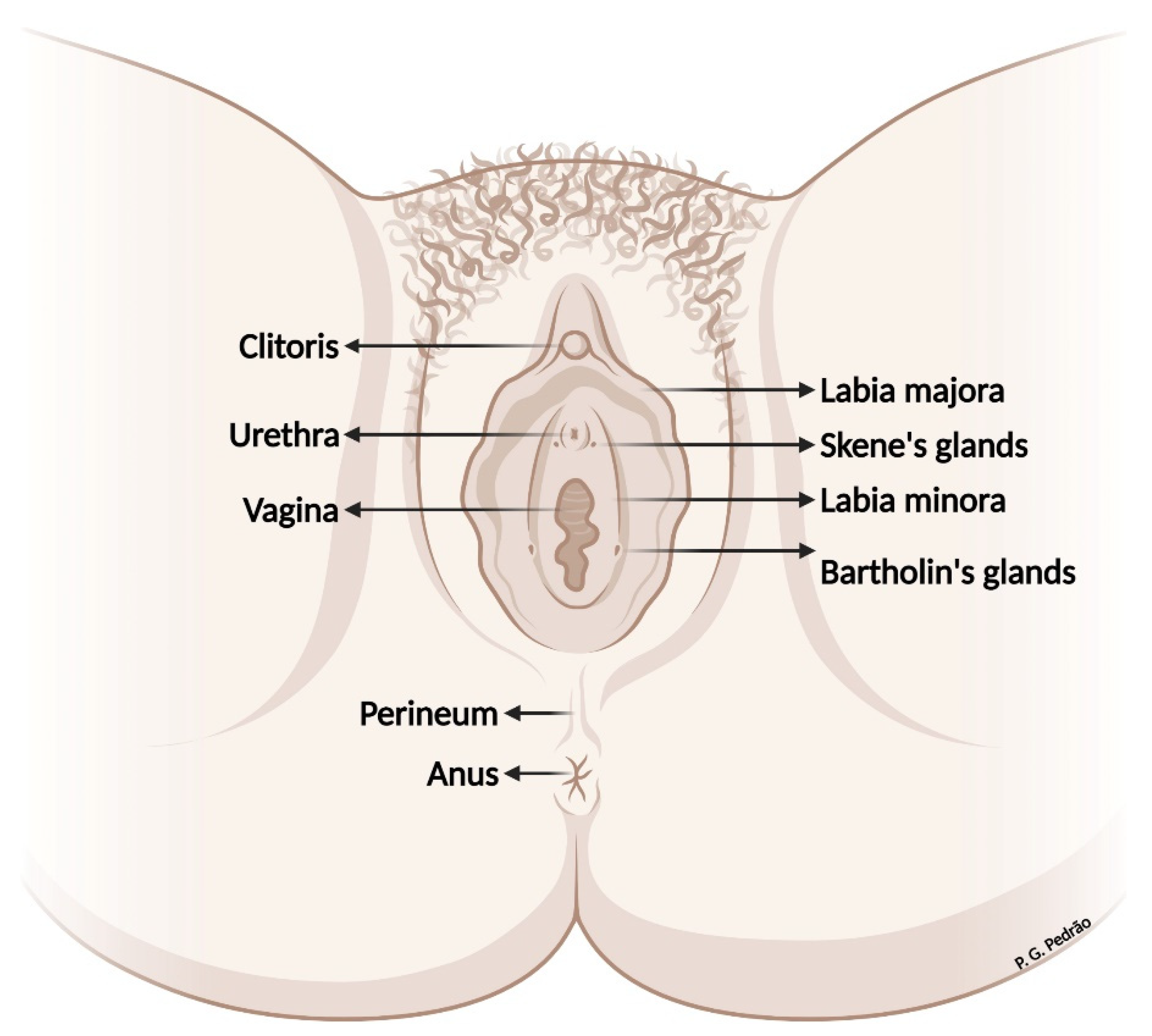 Anal Fissure: What It Is, Symptoms, Causes & Treatment