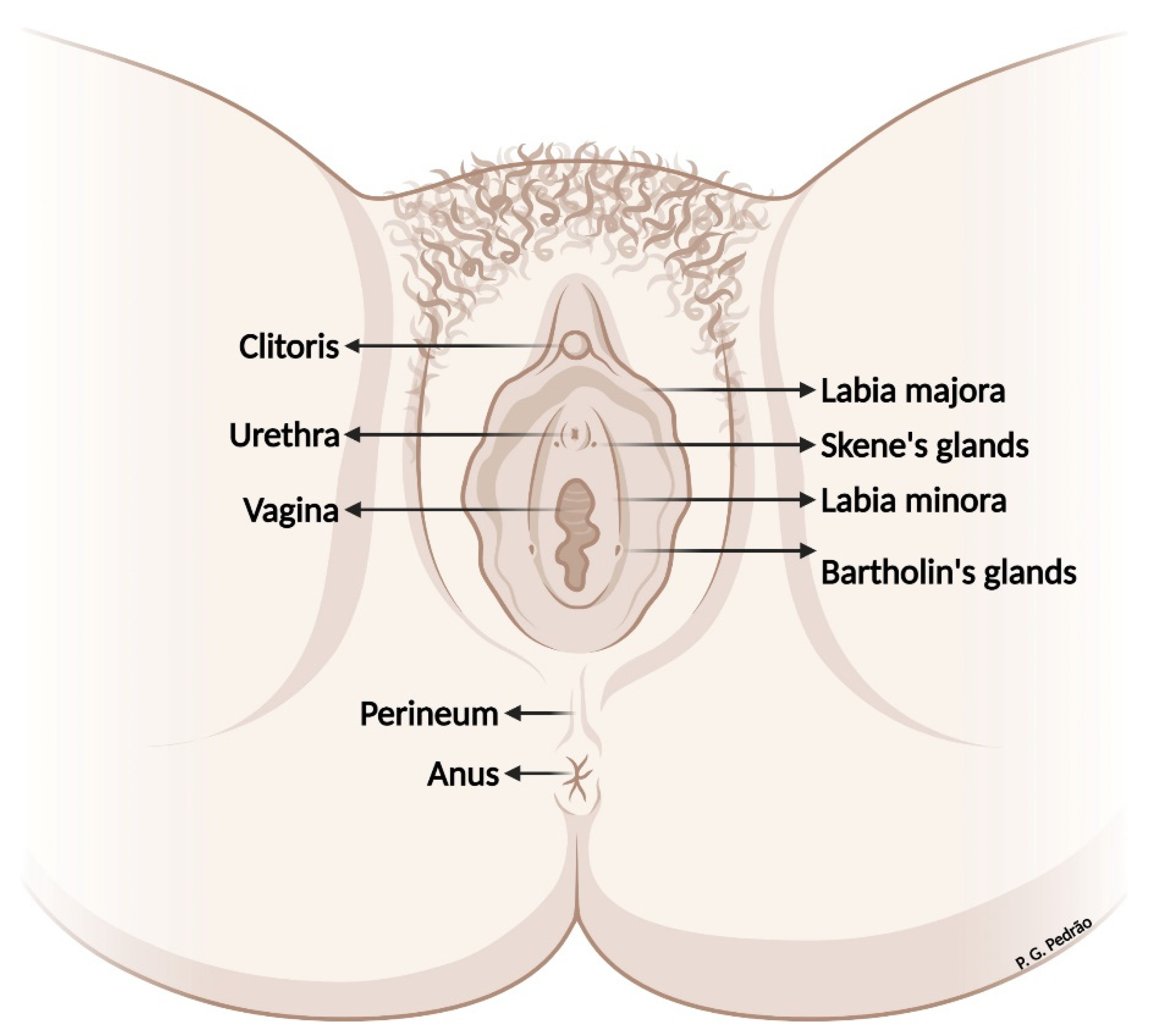 Skene Glands: Location, Function, and Related Conditions