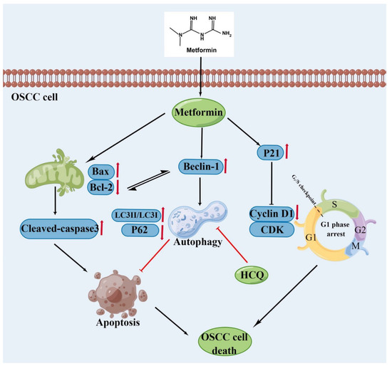 Inhibition of Autophagy Promotes the Anti-Tumor Effect of Metformin in ...