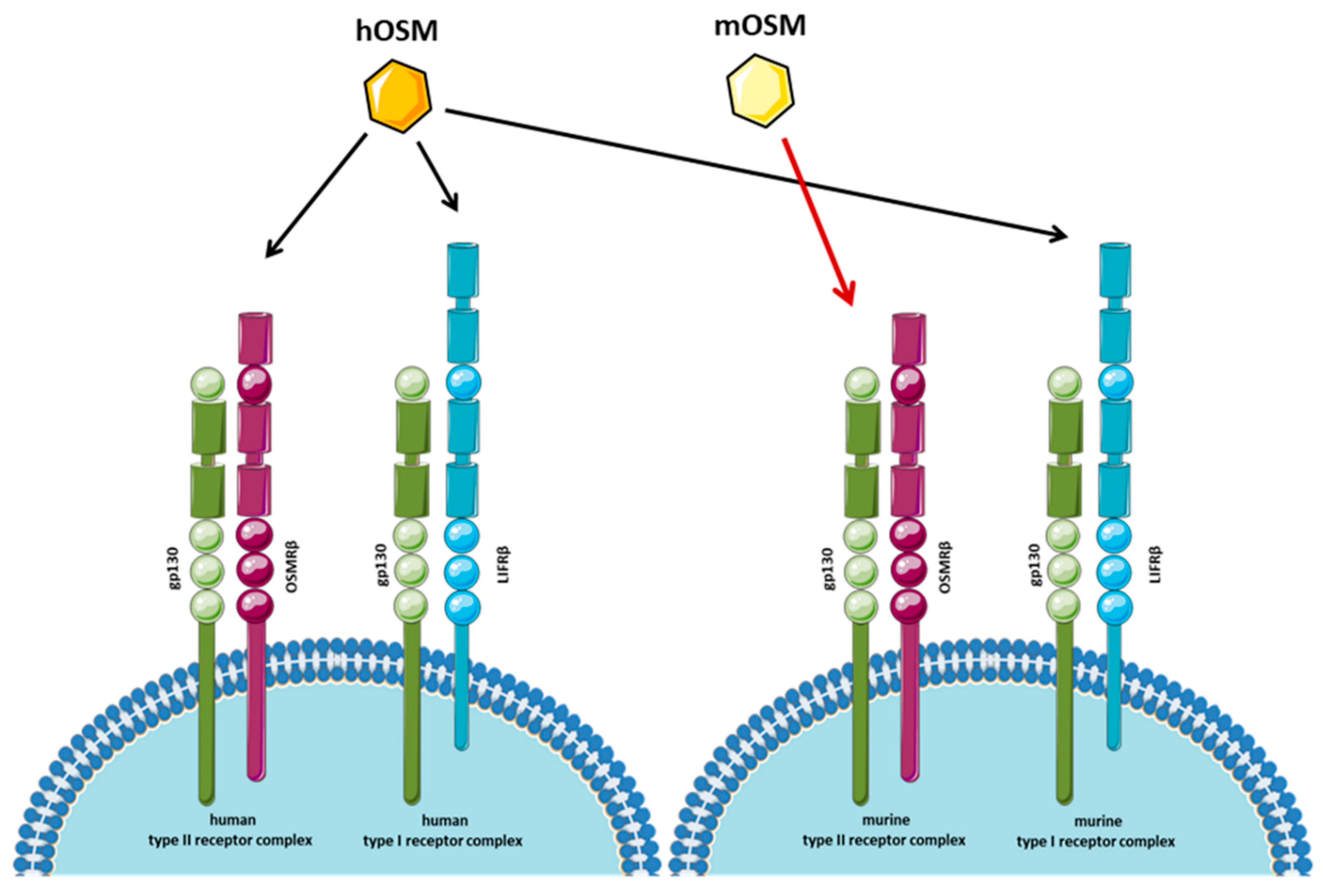 Cancers 14 04211 g001 550