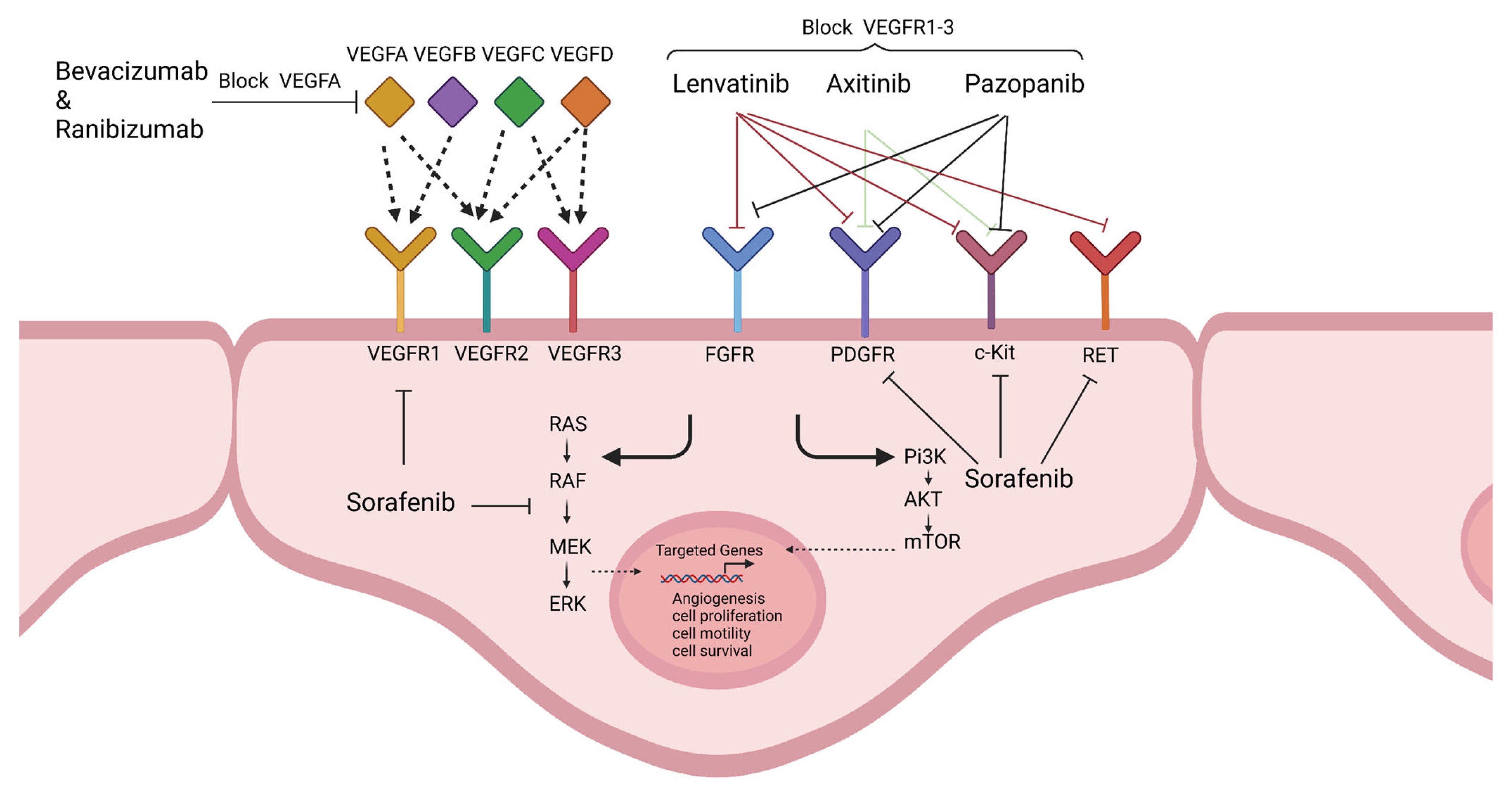 Cancers 14 04216 g003 Cancers 14 04216 g003