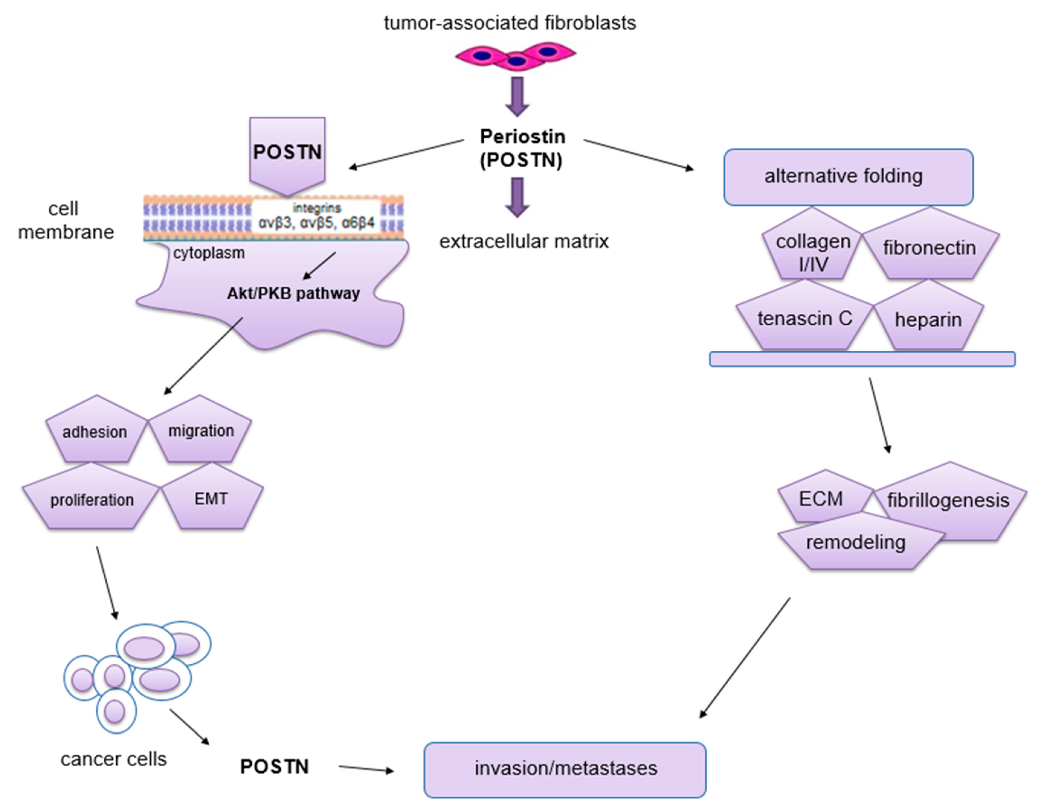 Cancers 14 04225 g004 Cancers 14 04225 g004