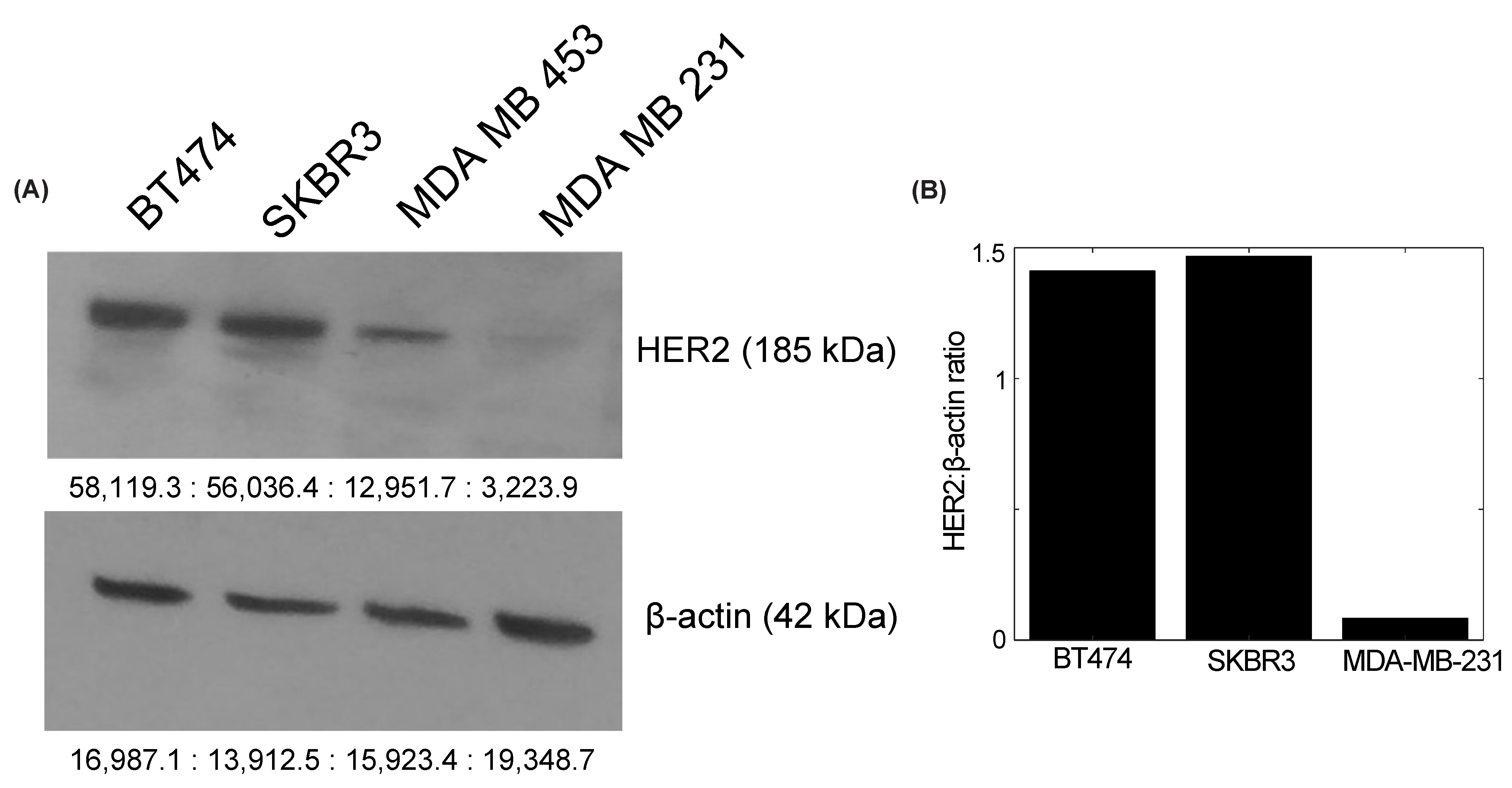 Cancers 14 04234 g002 550