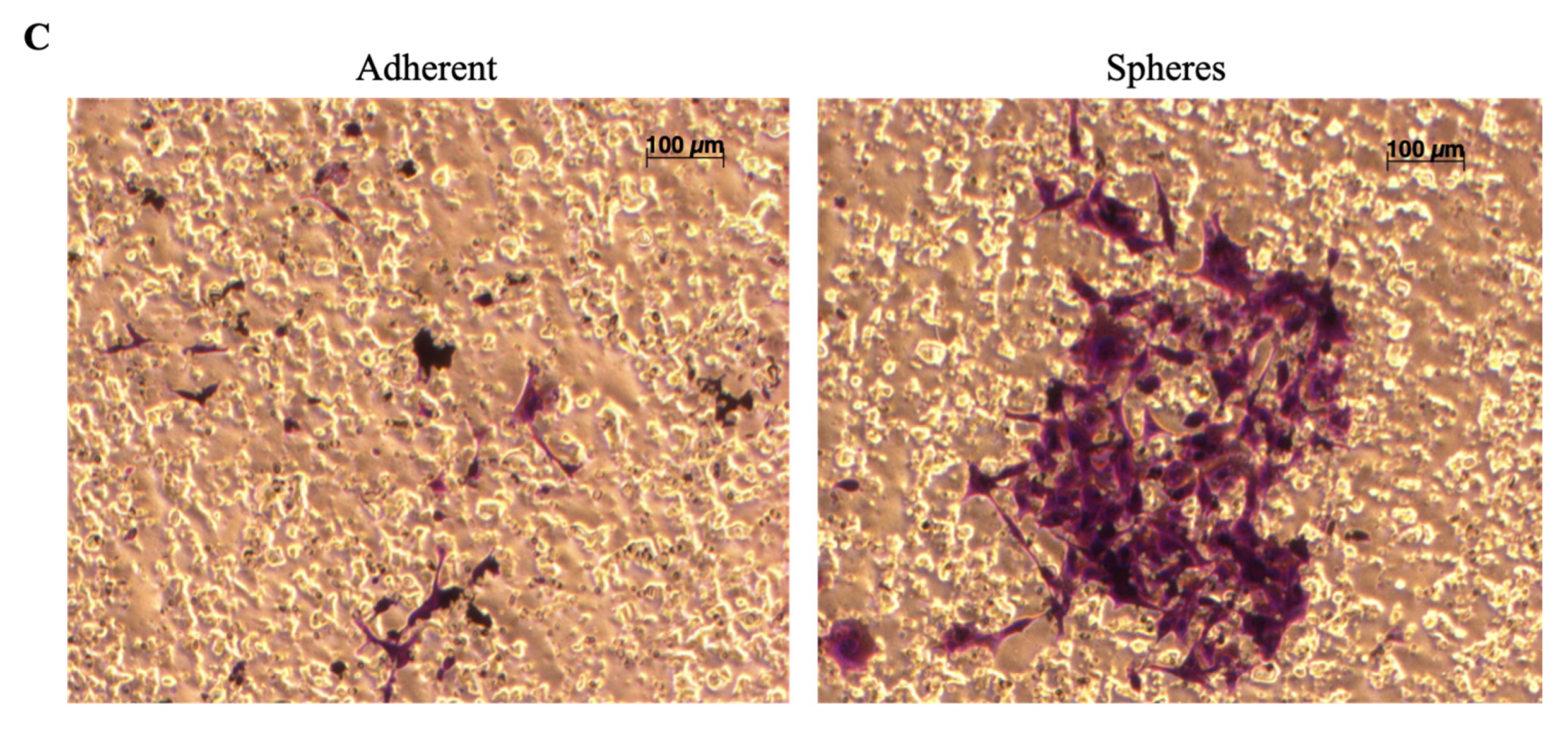 Cancers 14 04242 f003 550