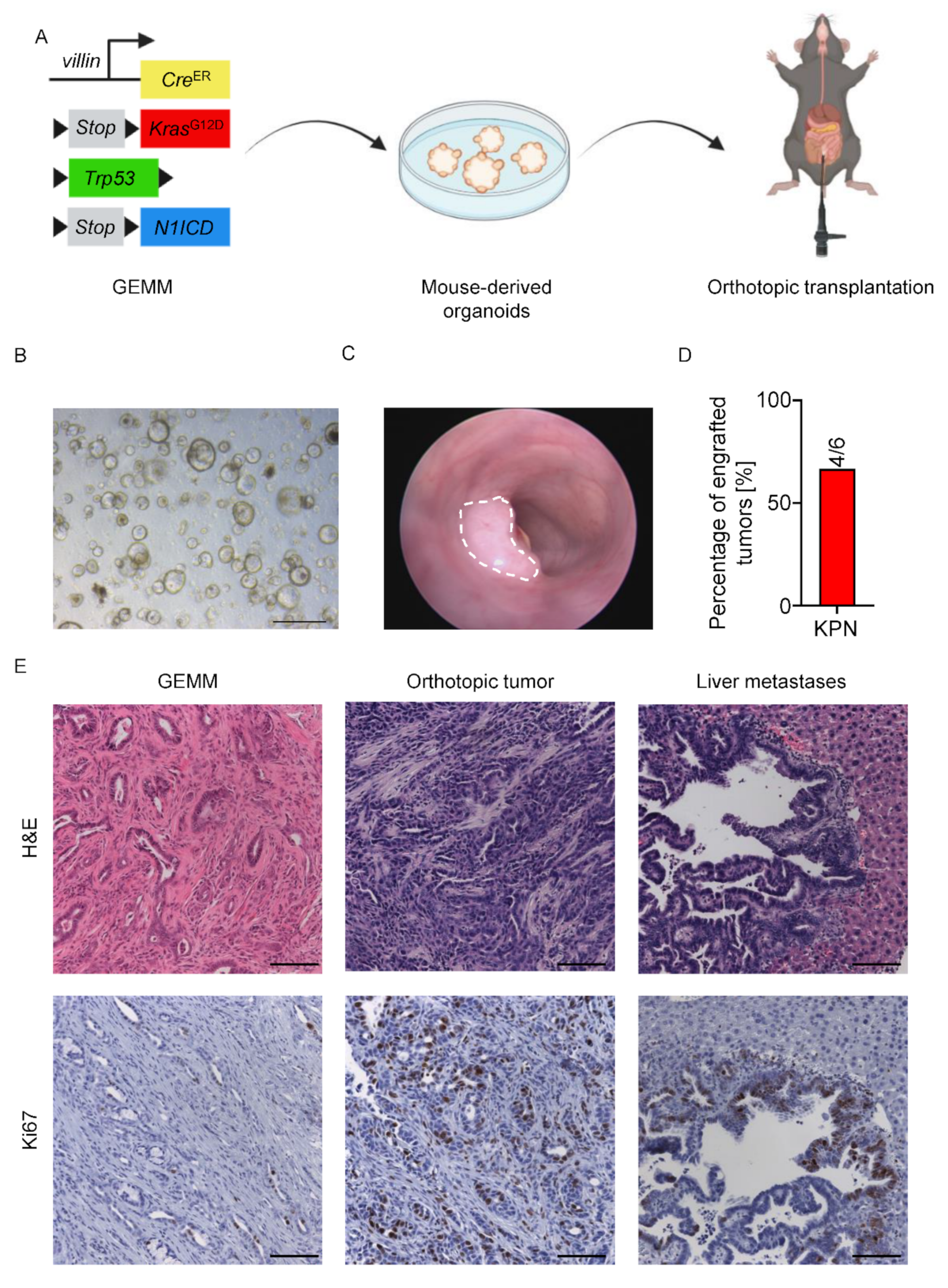 Cancers 14 04260 g003 Cancers 14 04260 g003