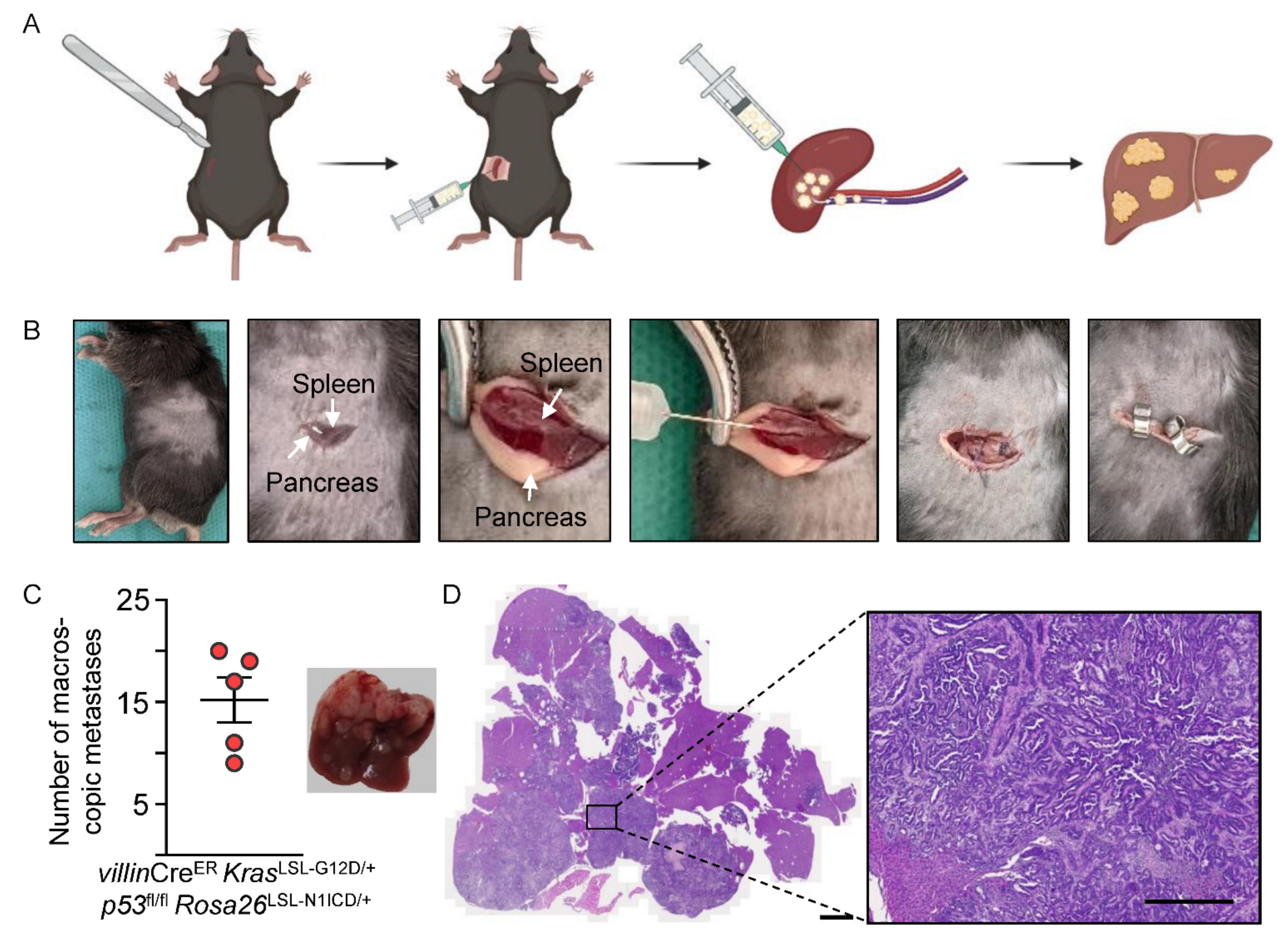 Cancers 14 04260 g004 Cancers 14 04260 g004