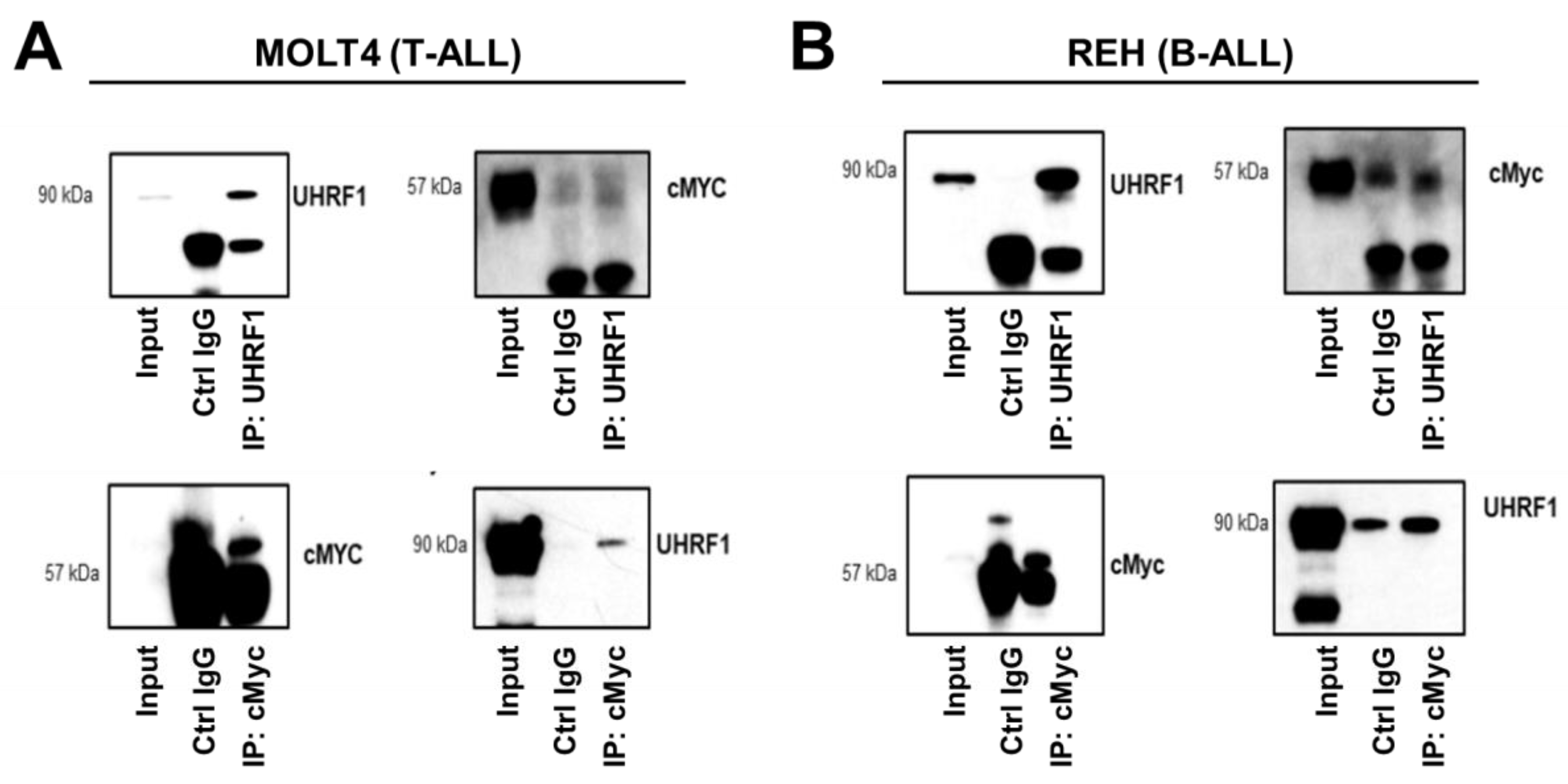 Cancers 14 04262 g005 Cancers 14 04262 g005
