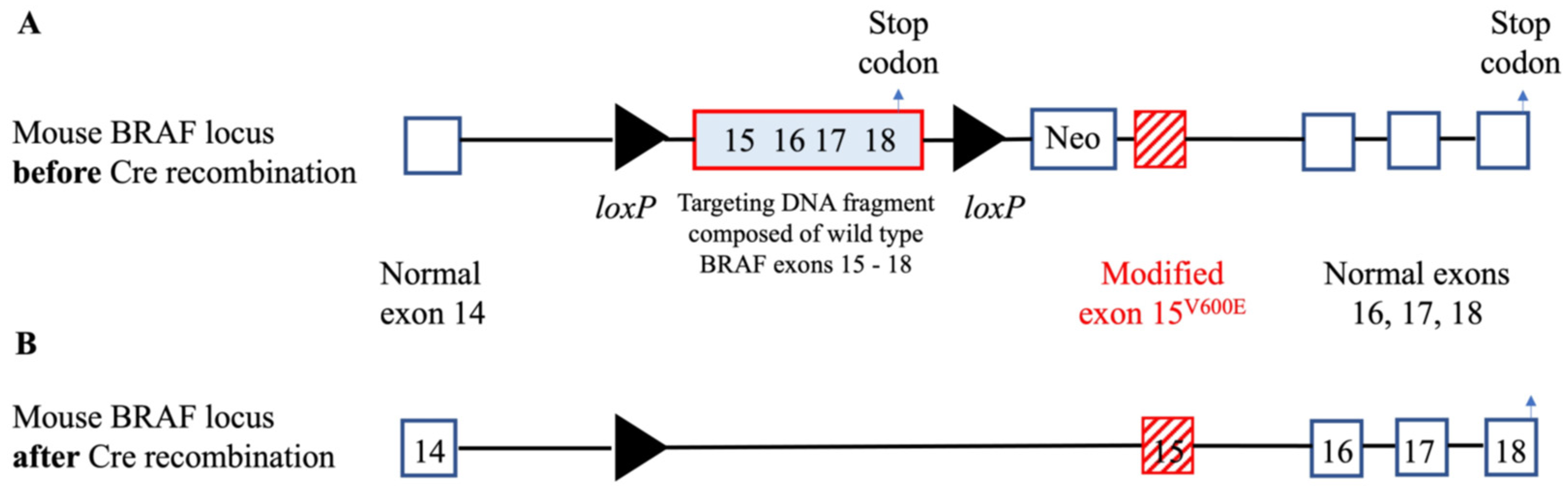 Cancers 14 04287 g001 550