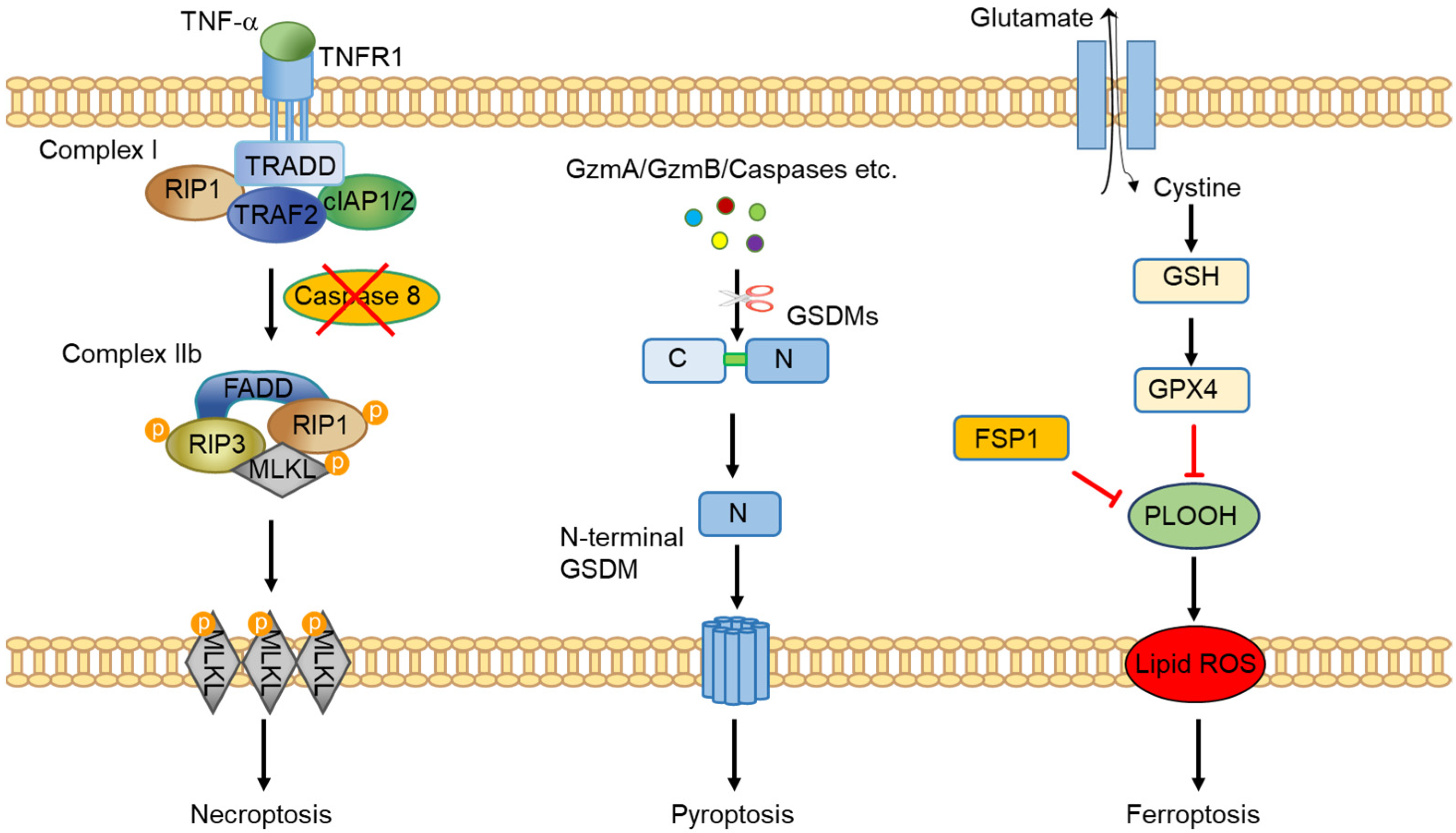 Cancers 14 04295 g001
