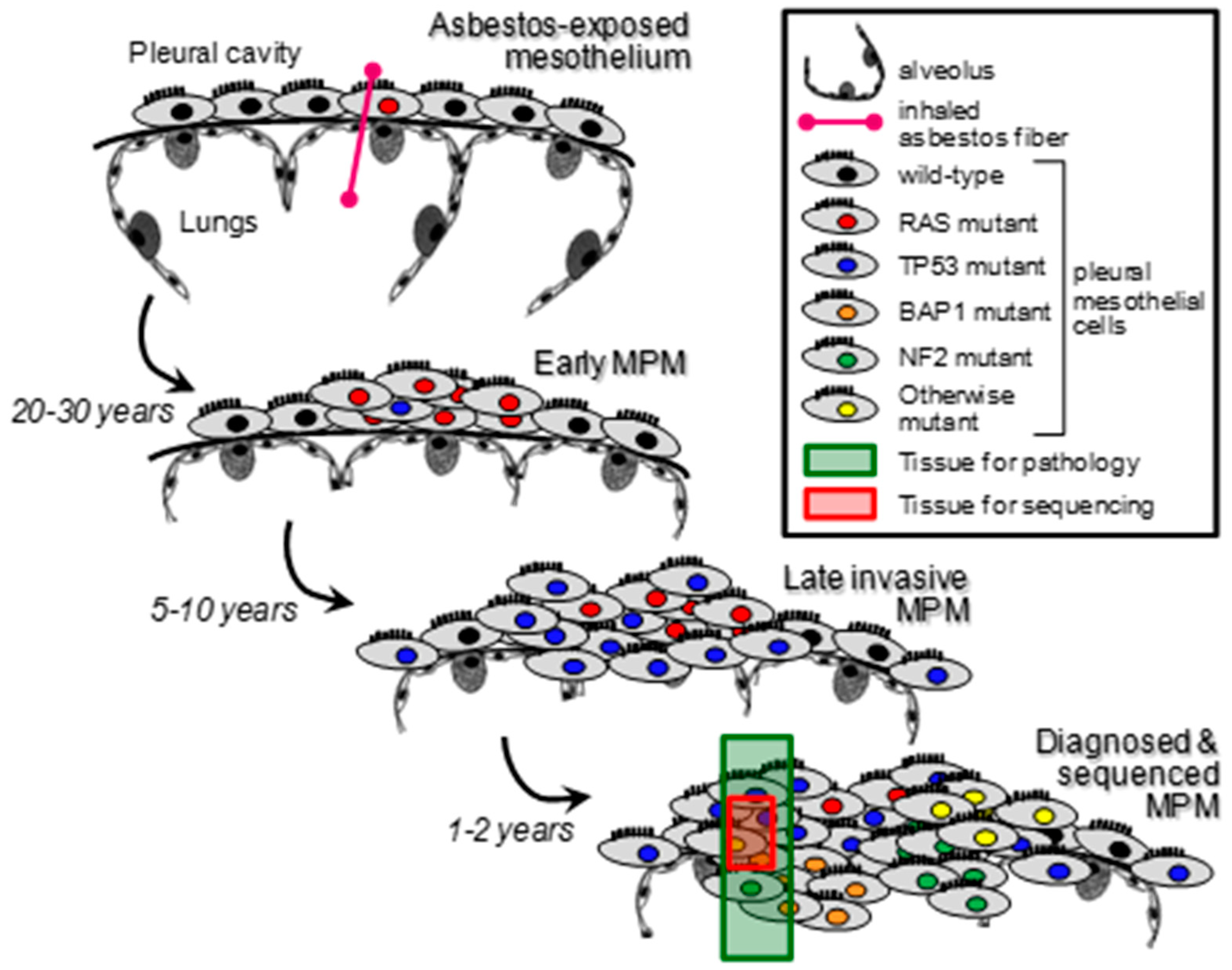 Cancers 14 04303 g003