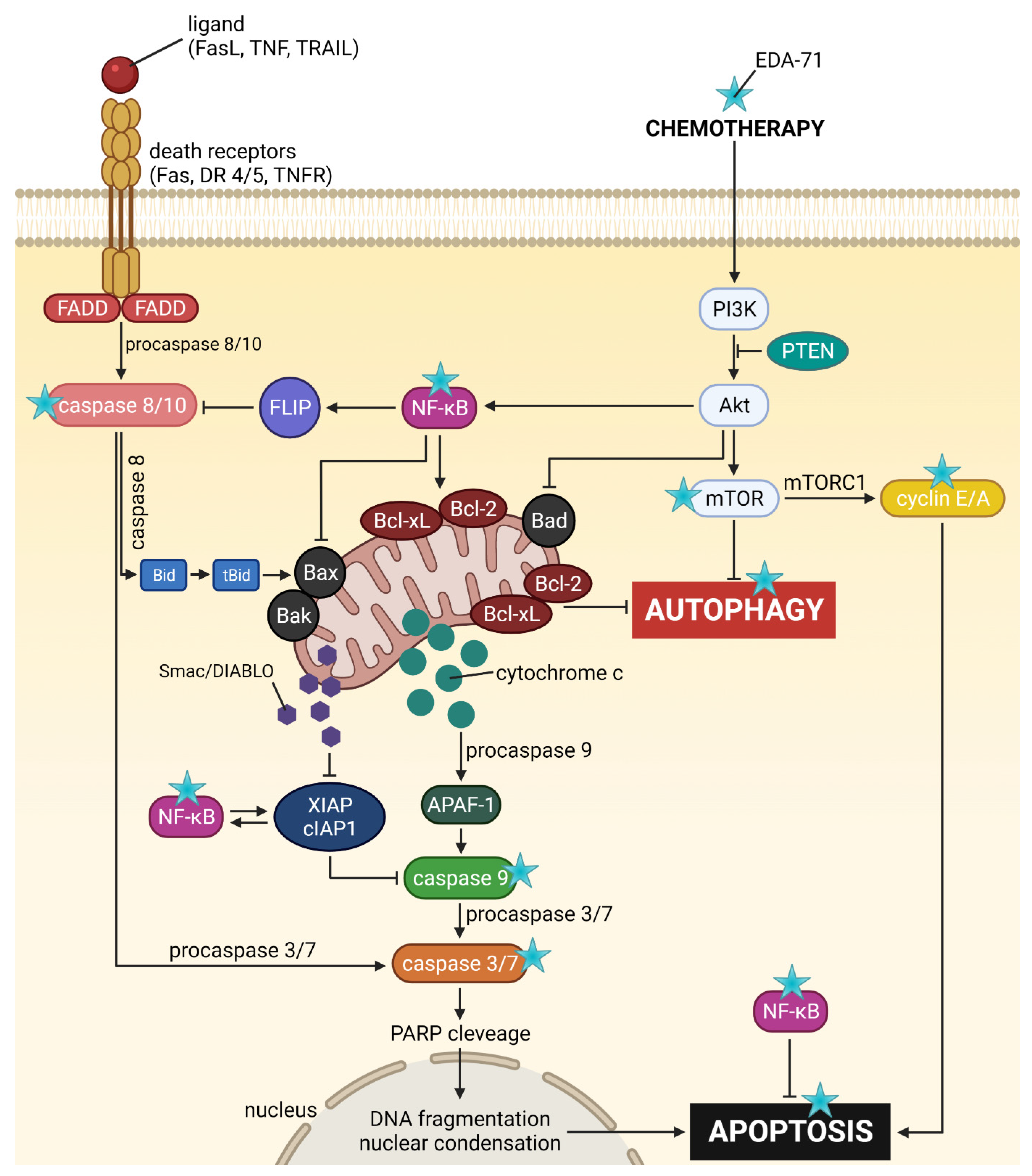 Cancers 14 04304 g016 550