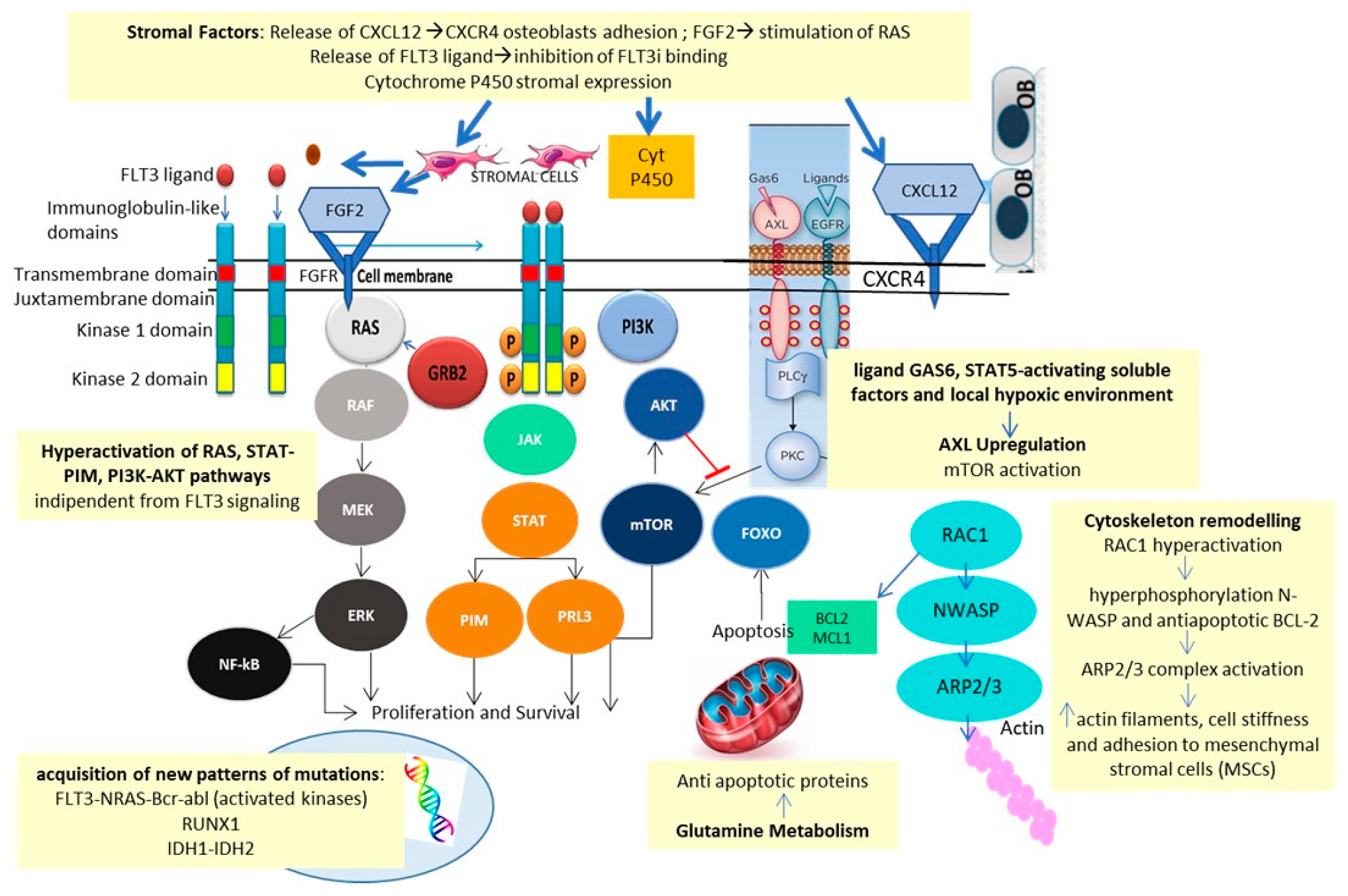 Overcoming Resistance: FLT3 Inhibitors Past, Present, Future