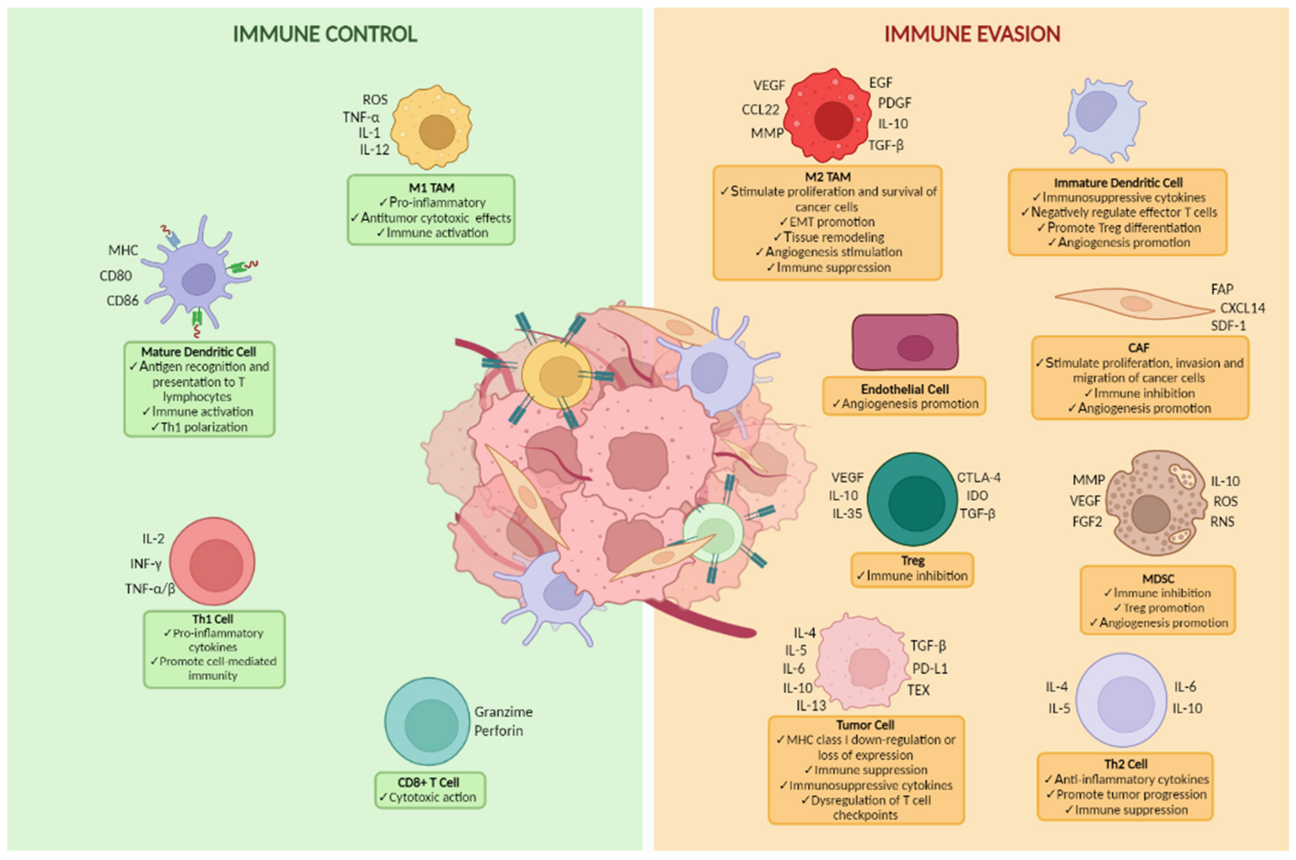 Cancers Free Full-Text Prognostic and Predictive Role of Tumor-Infiltrating Lymphocytes (TILs) in Ovarian Cancer image image pic