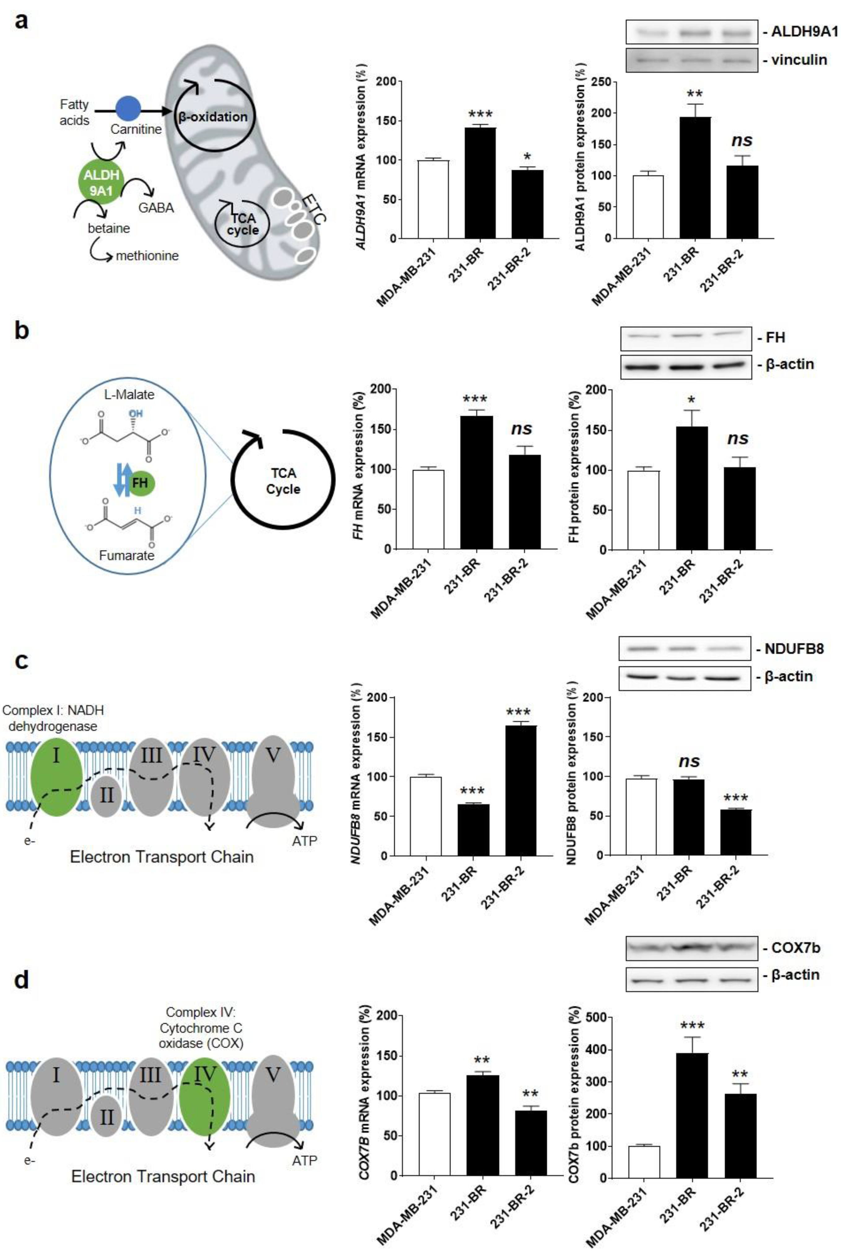 Cancers 14 04371 g003 550