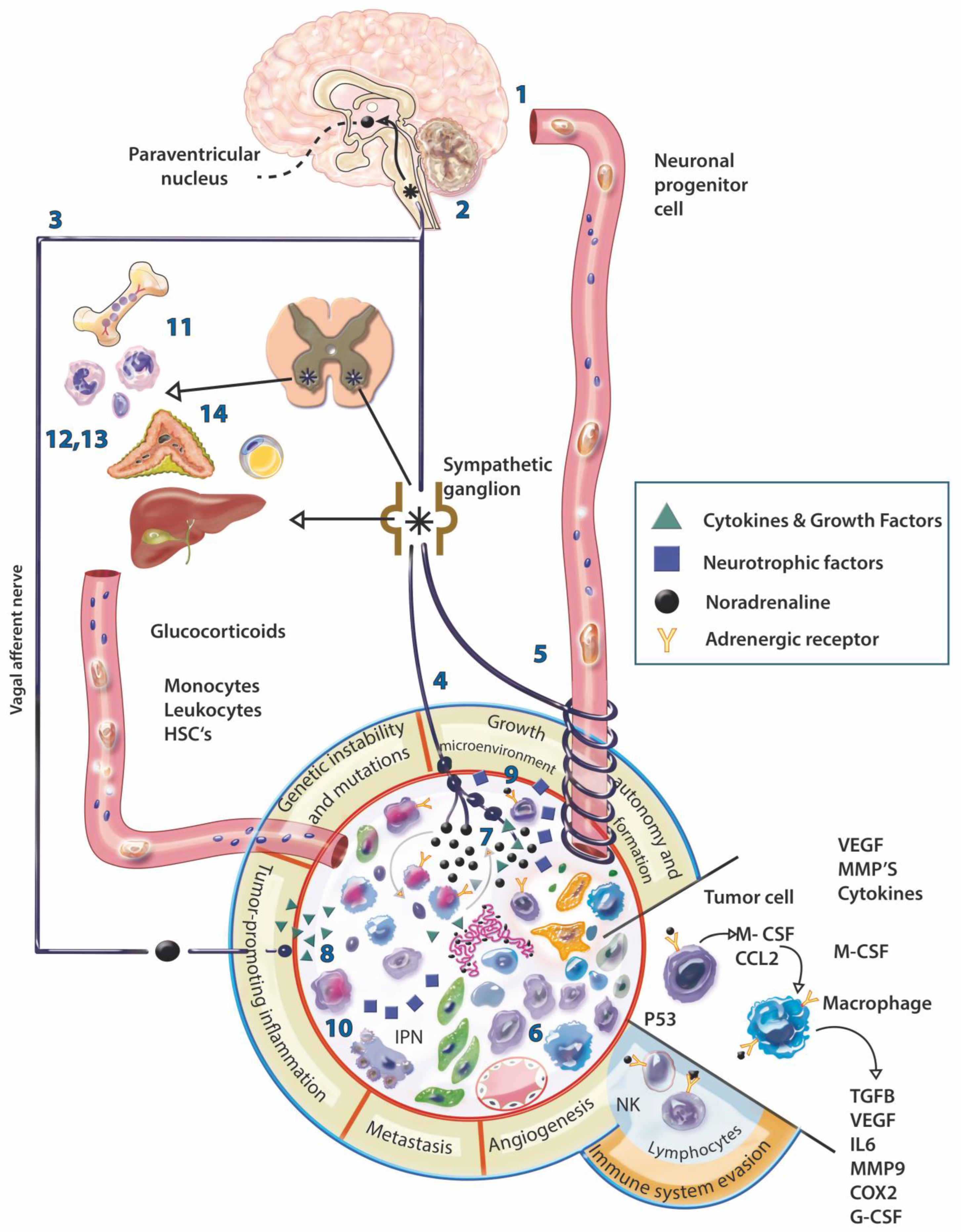 Cancers 14 04372 g001