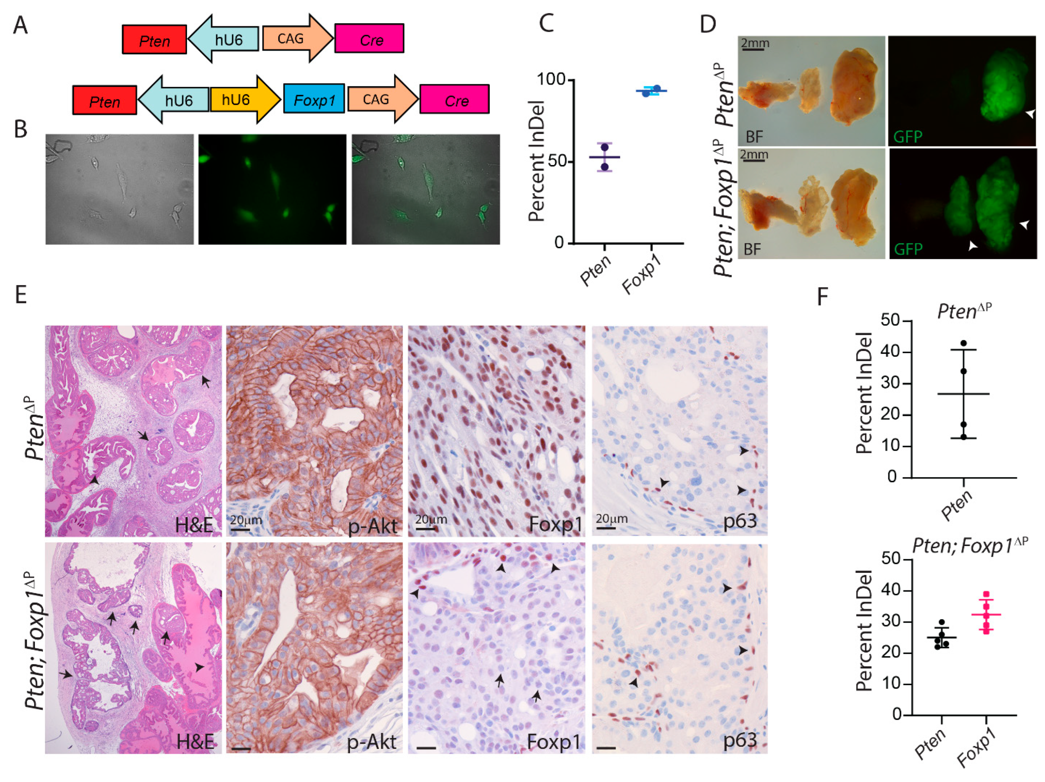 Cancers 14 04381 g002 550