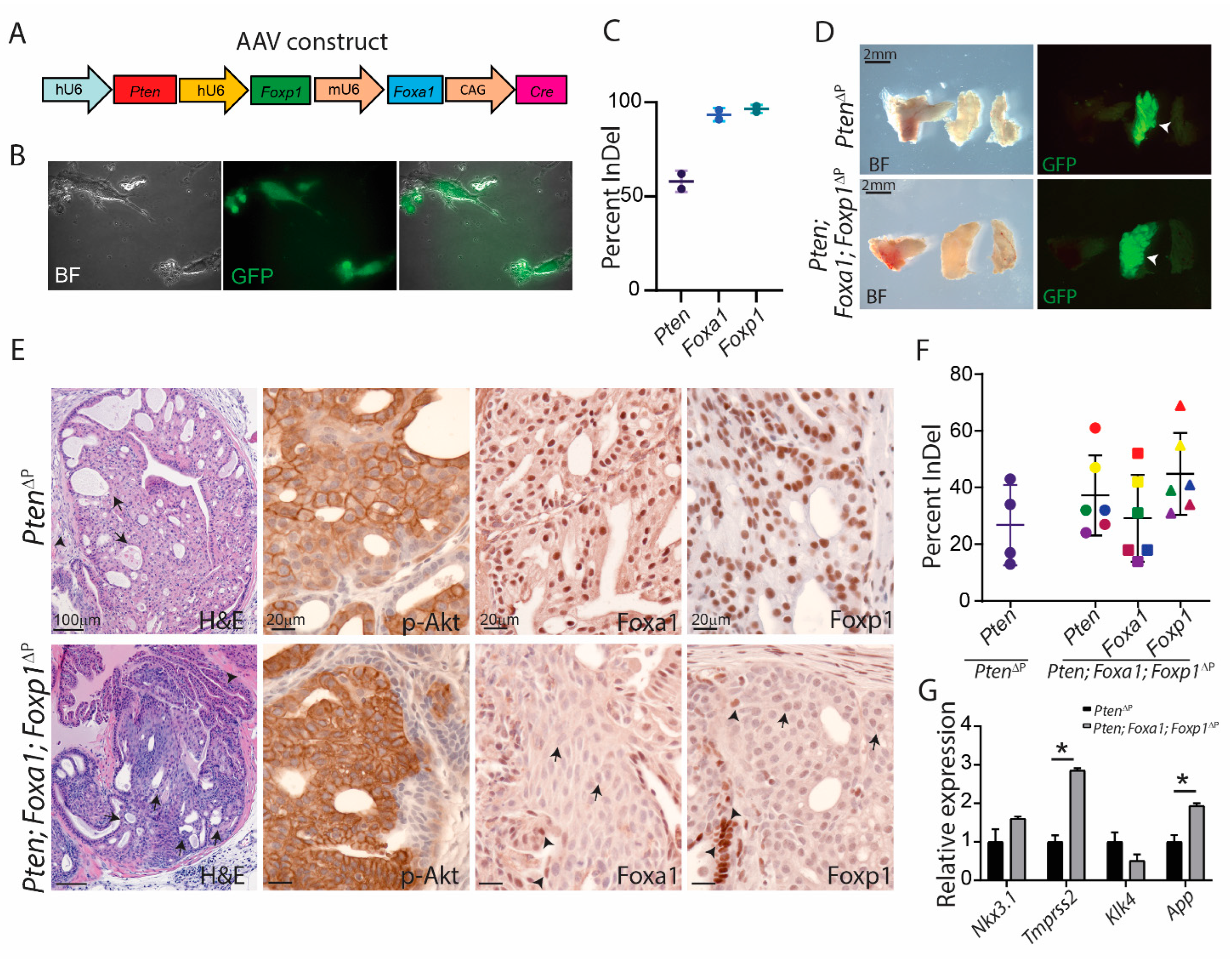 Cancers 14 04381 g004 550