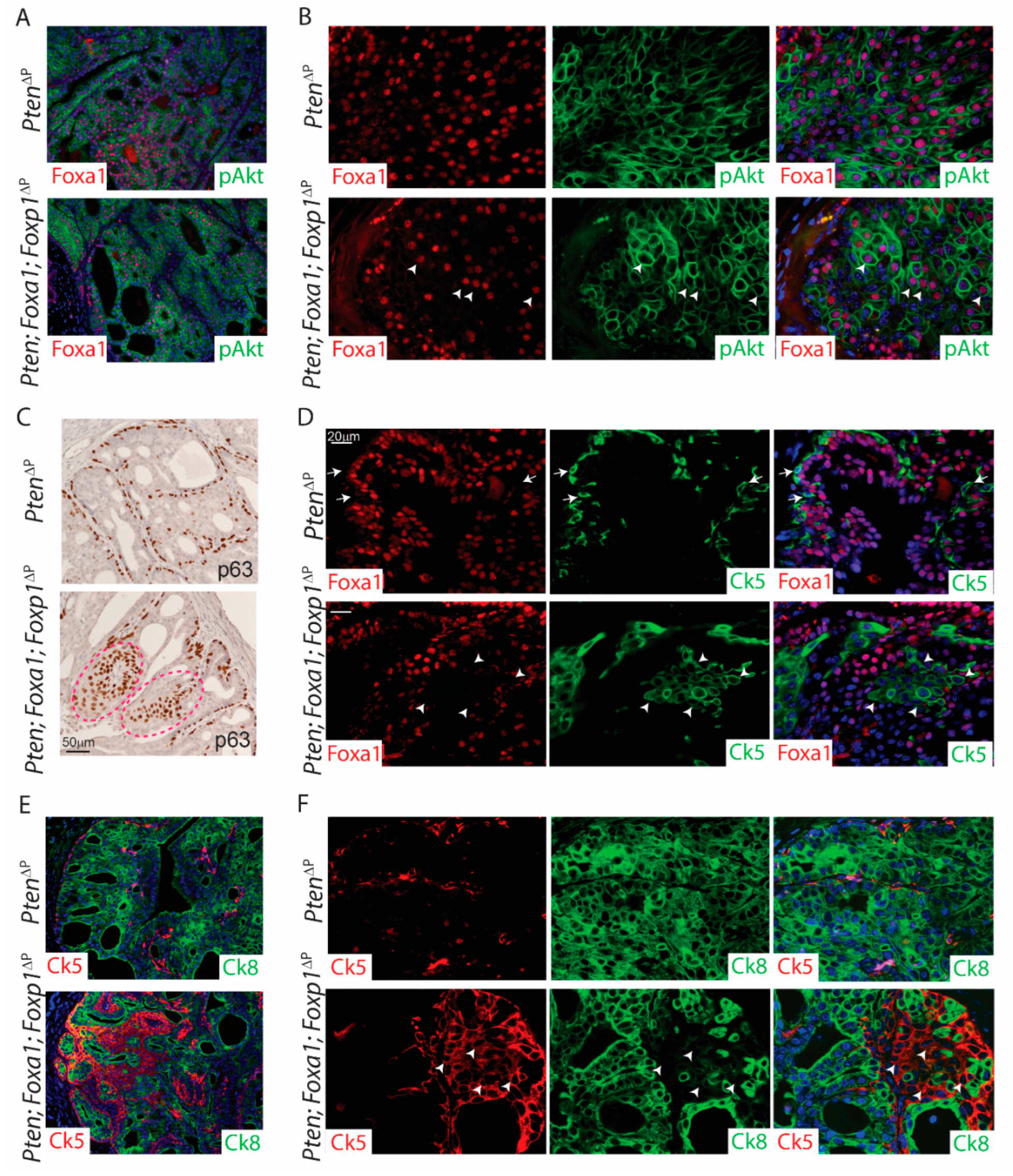 Cancers 14 04381 g005 550