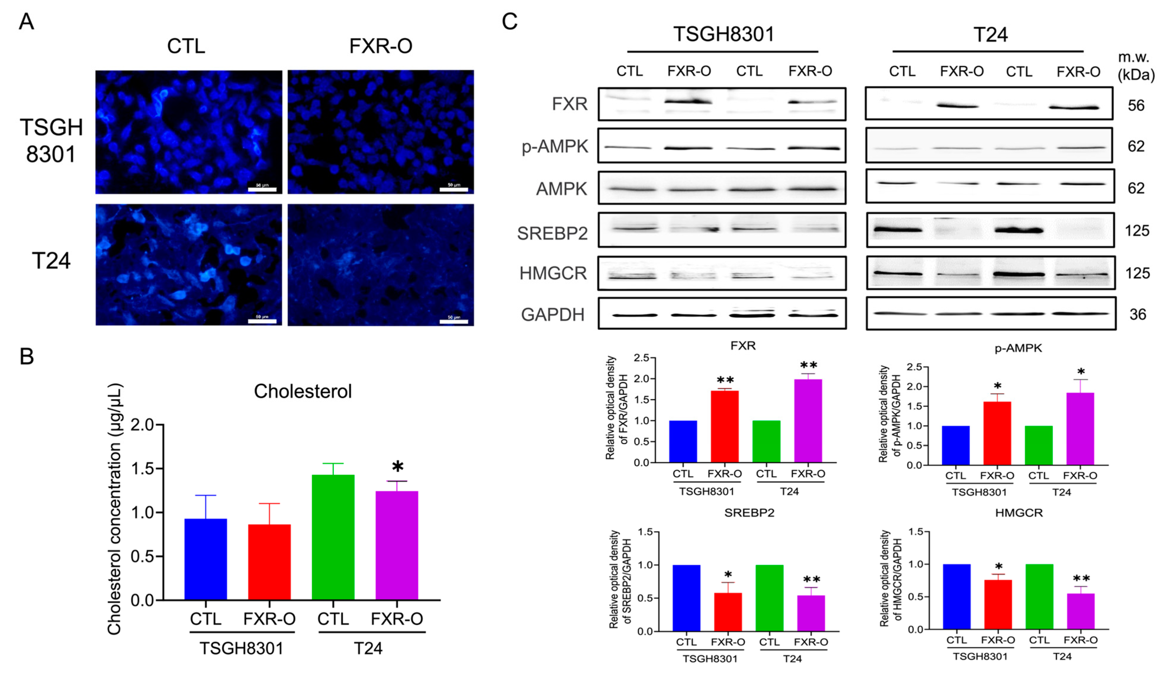 Cancers 14 04398 g001
