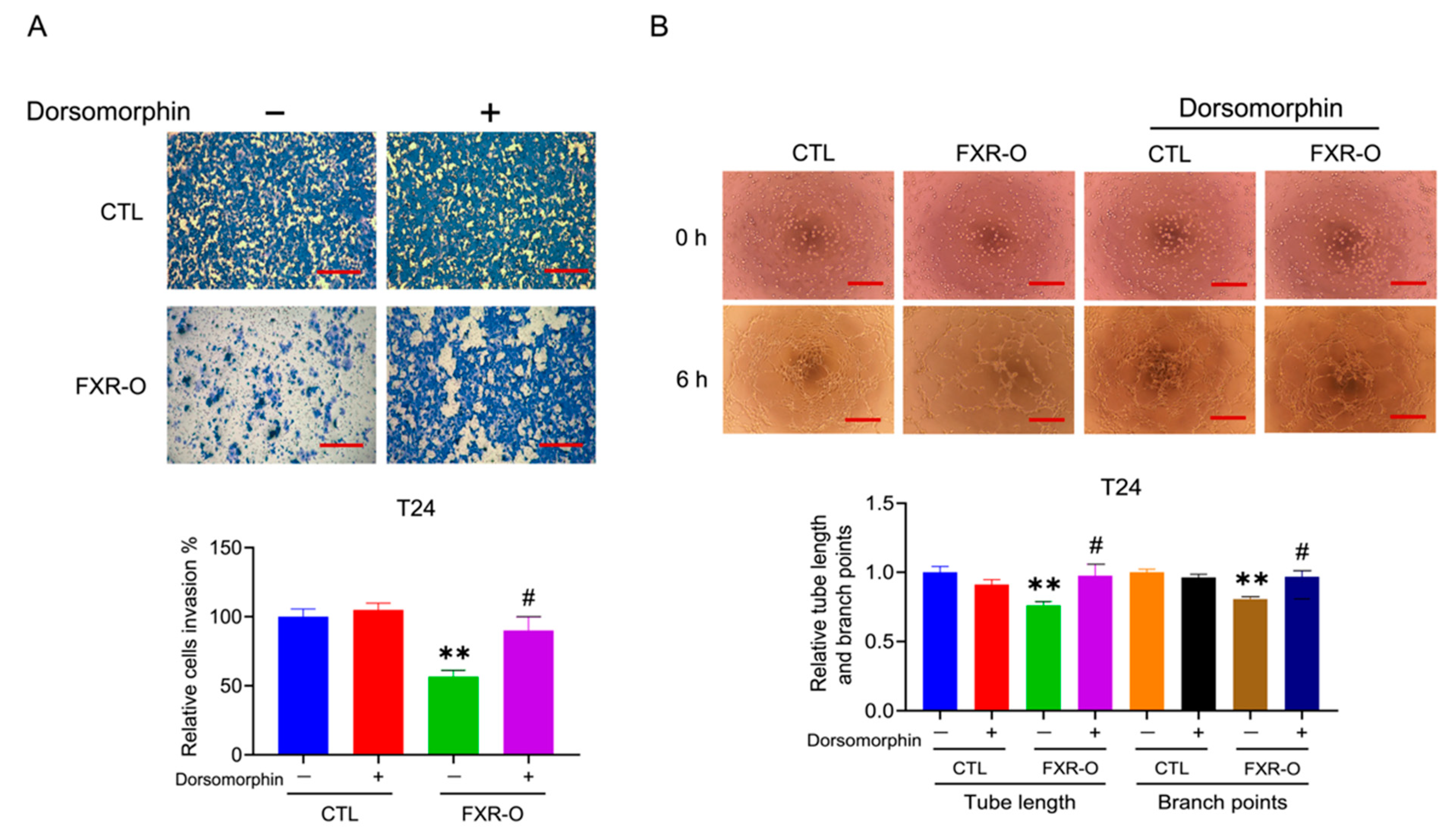 Cancers 14 04398 g003