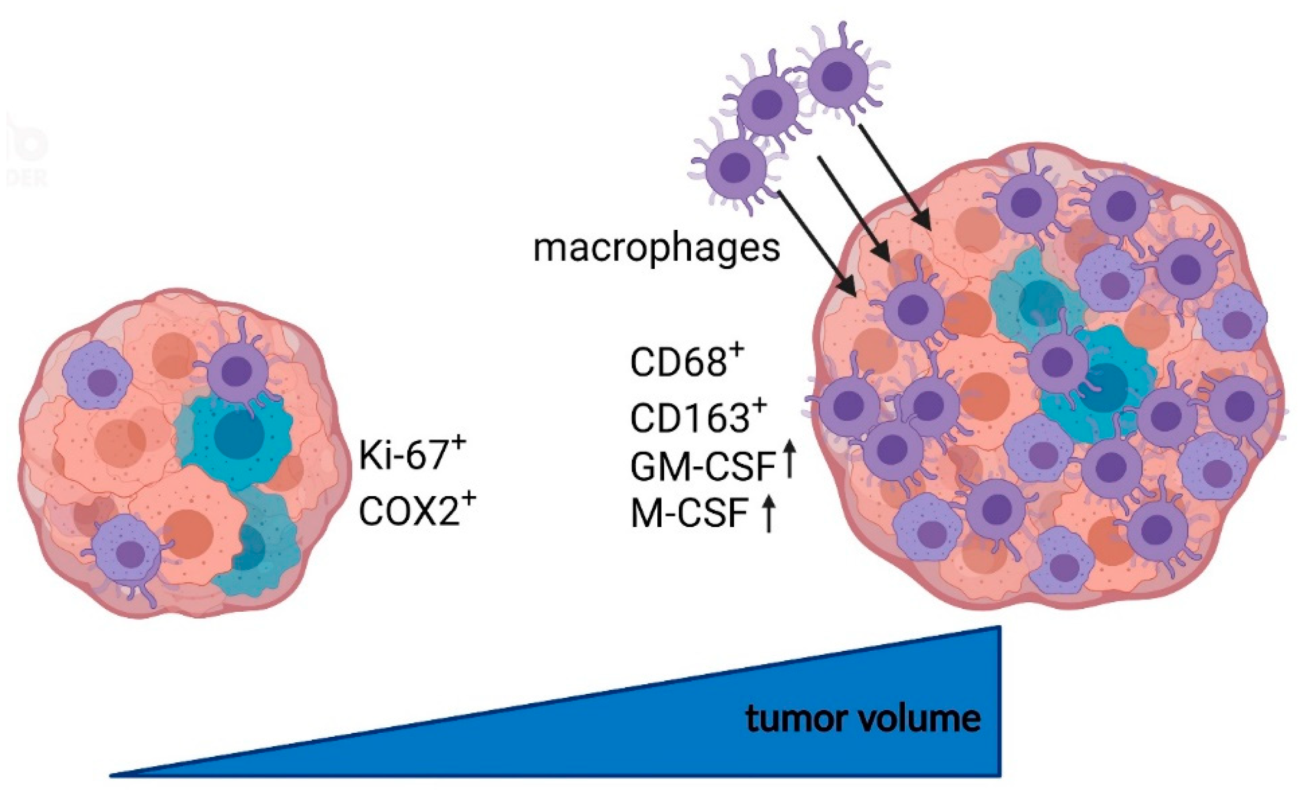 Cancers 14 04429 g009 550