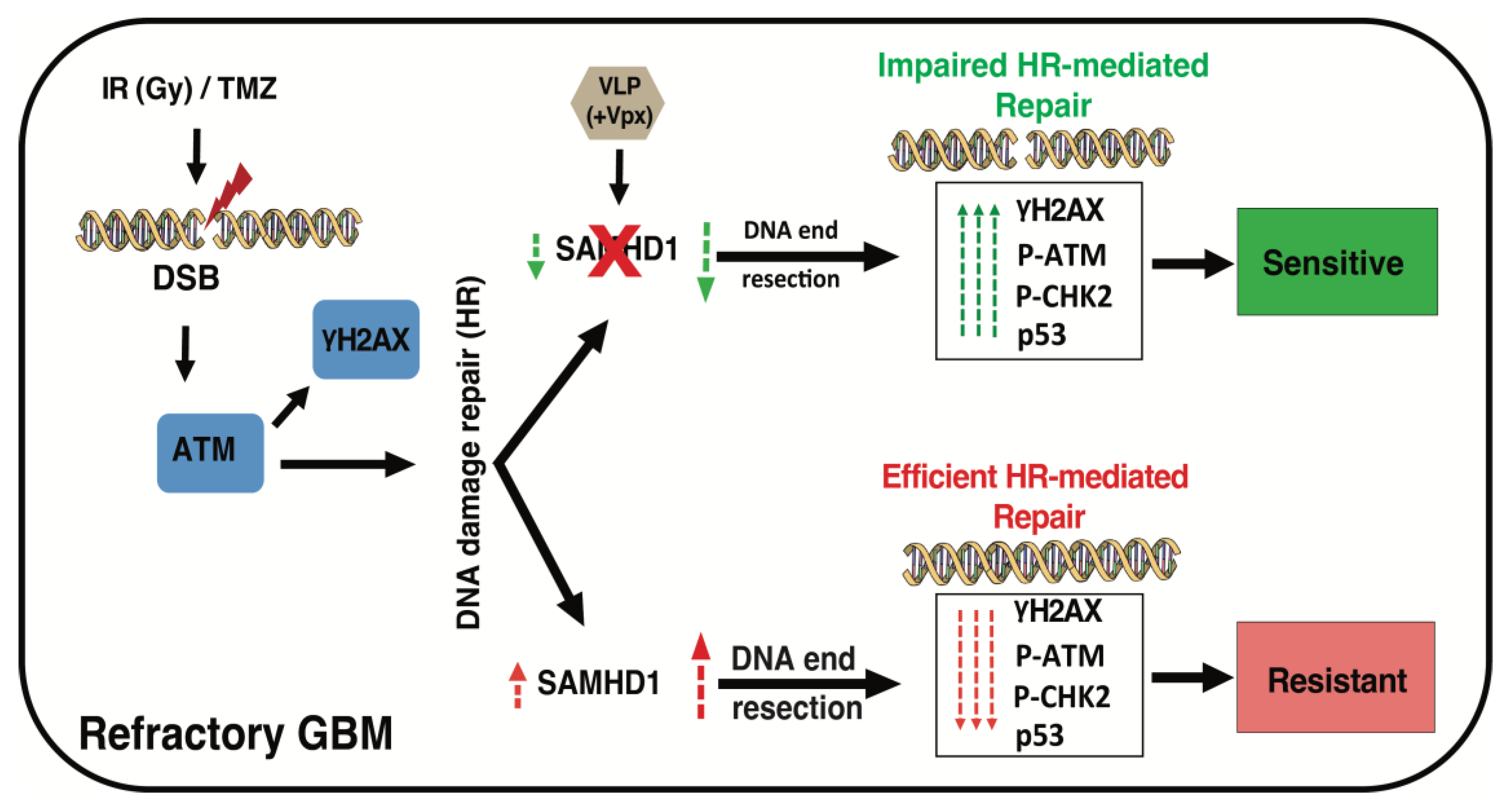 DNA / SCATTER THE BRAIN ジャパメタ VIRUS Zika virus infection leads to mitochondrial failure