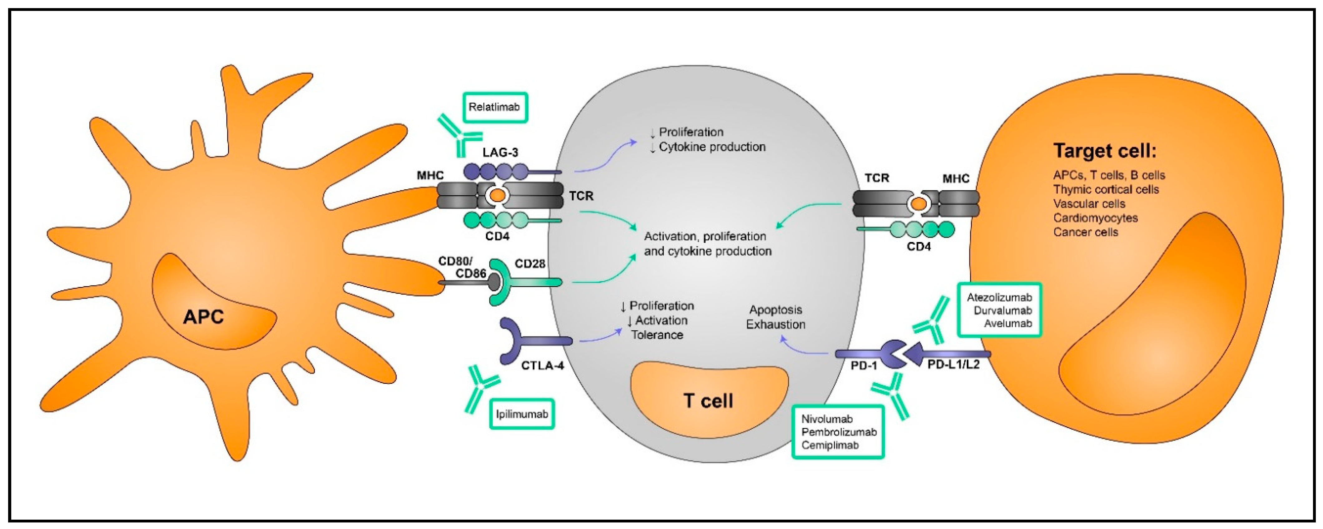 Cancers 14 04494 g001 Cancers 14 04494 g001