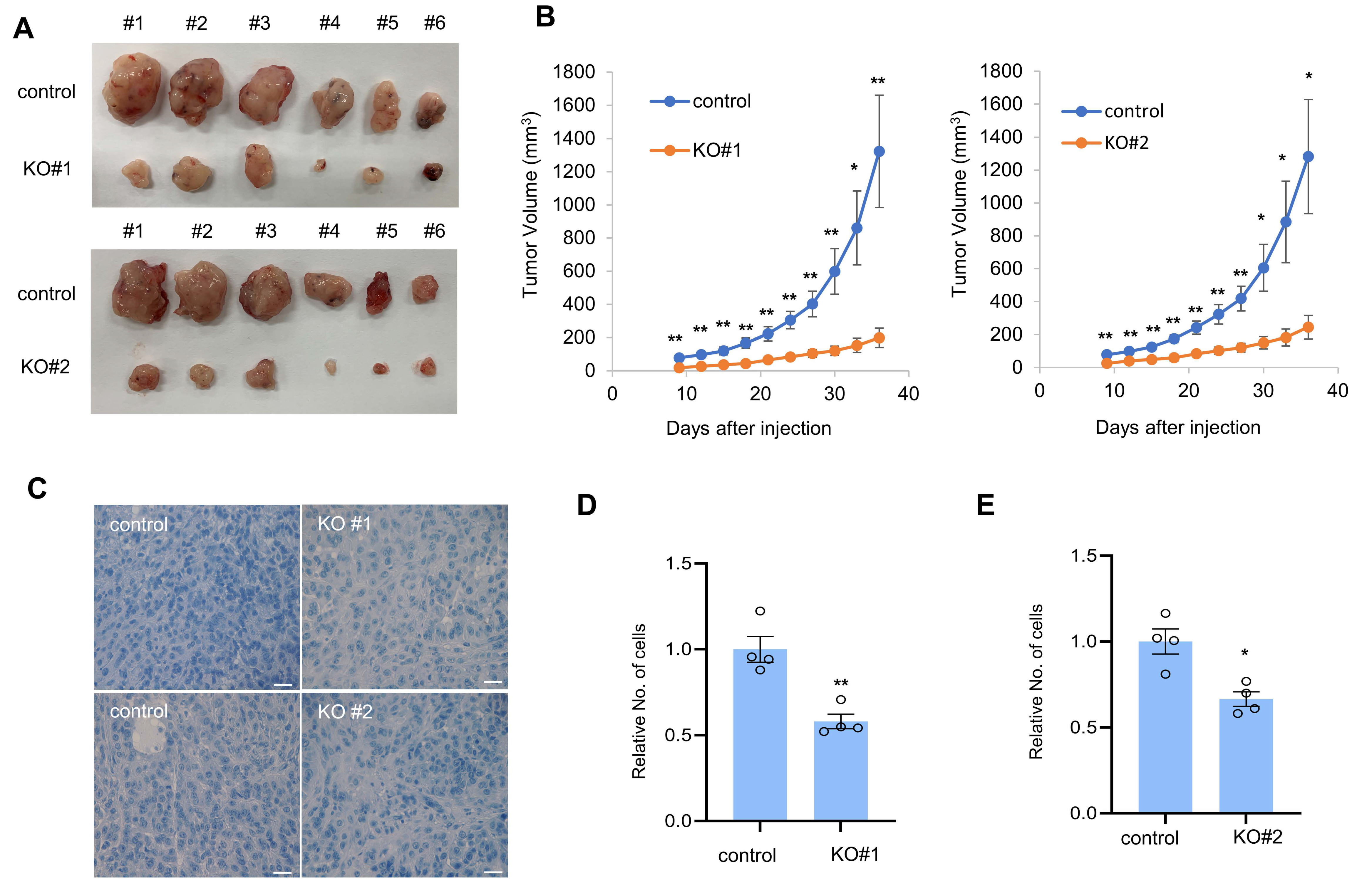 Cancers 14 04495 g004 Cancers 14 04495 g004