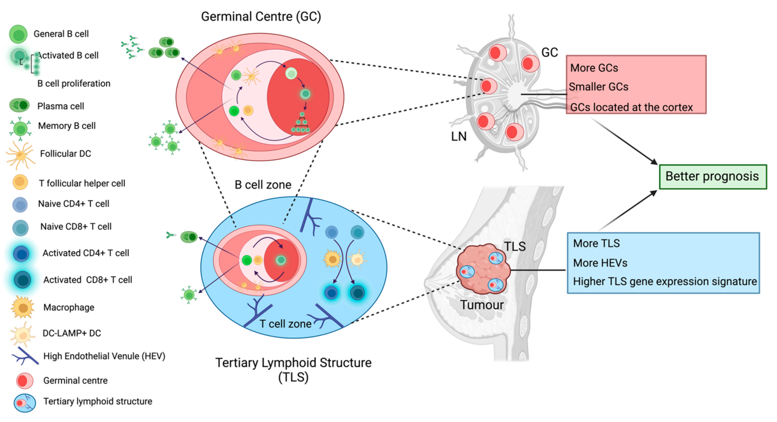 Cancers 14 04505 g002 Cancers 14 04505 g002