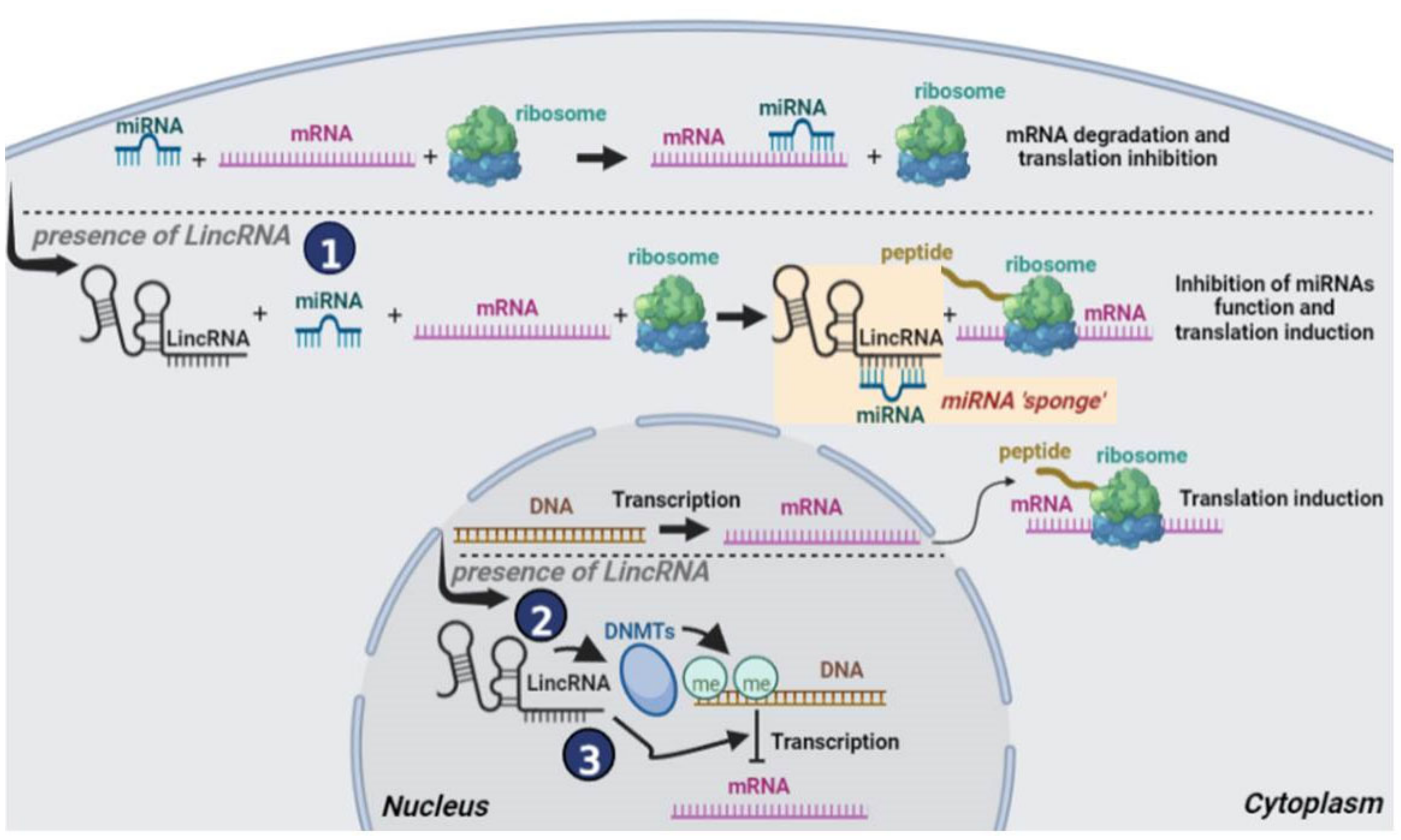 Cancers 14 04528 g002