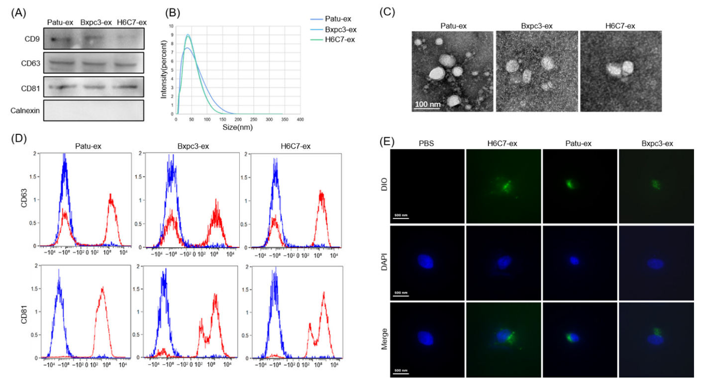 Cancers 14 04612 g001 Cancers 14 04612 g001