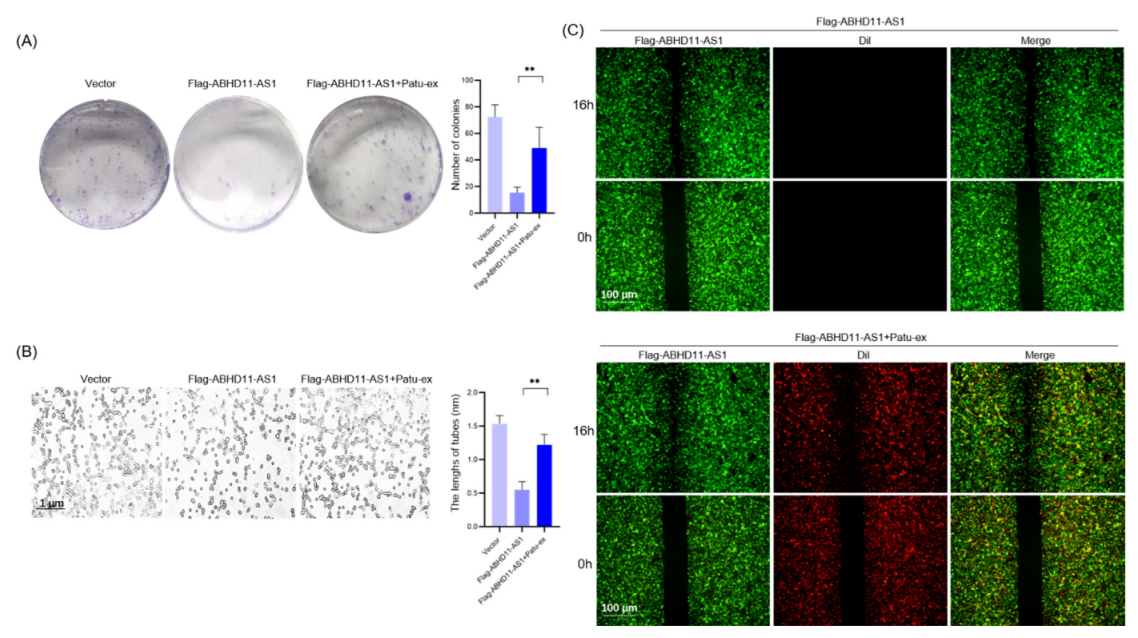 Cancers 14 04612 g006 Cancers 14 04612 g006