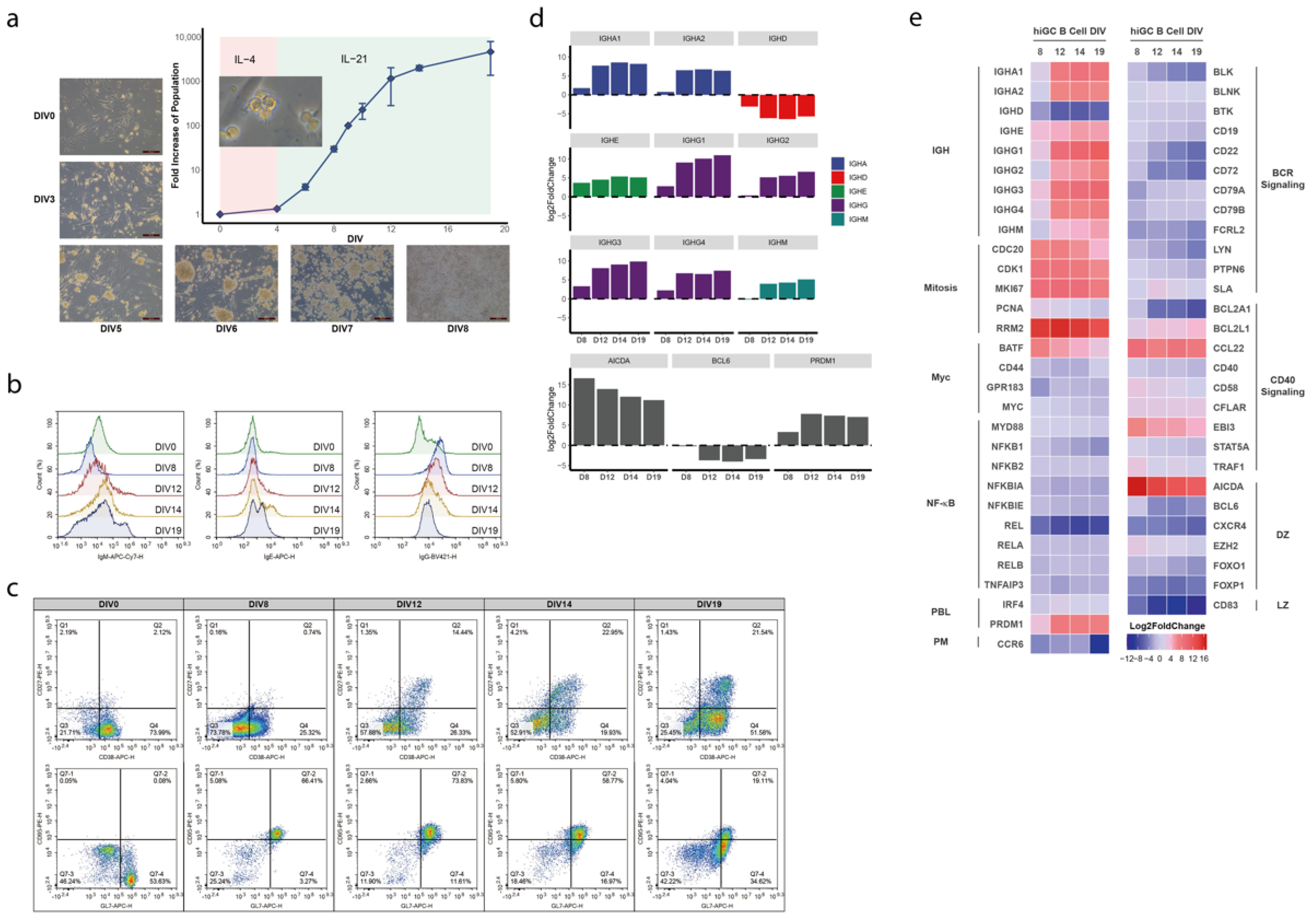 Transcriptional and clonal characterization of B cell plasmablast