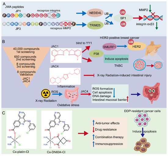 Targeting JWA for Cancer Therapy: Functions, Mechanisms and