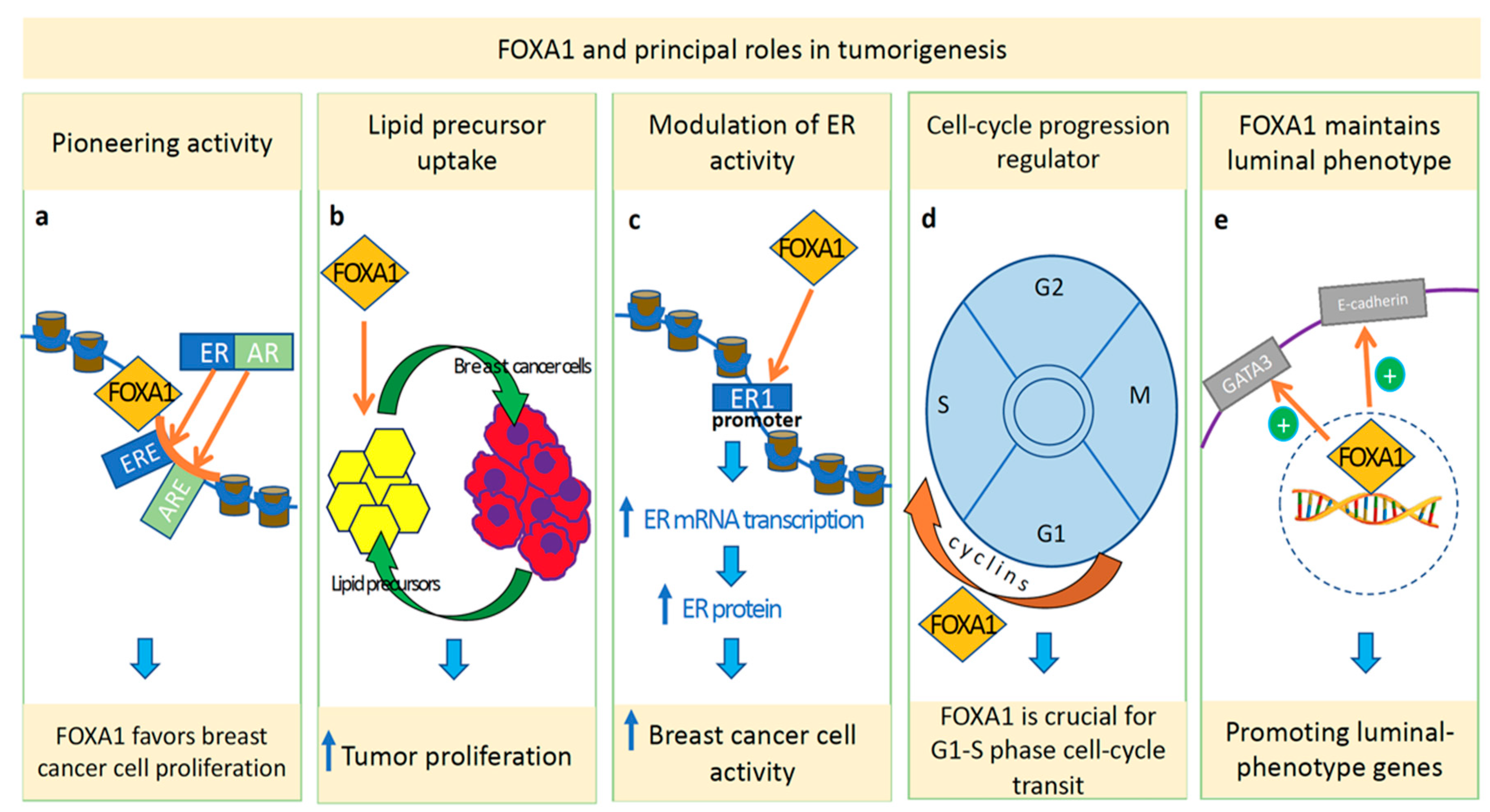Cancers 14 04699 g001