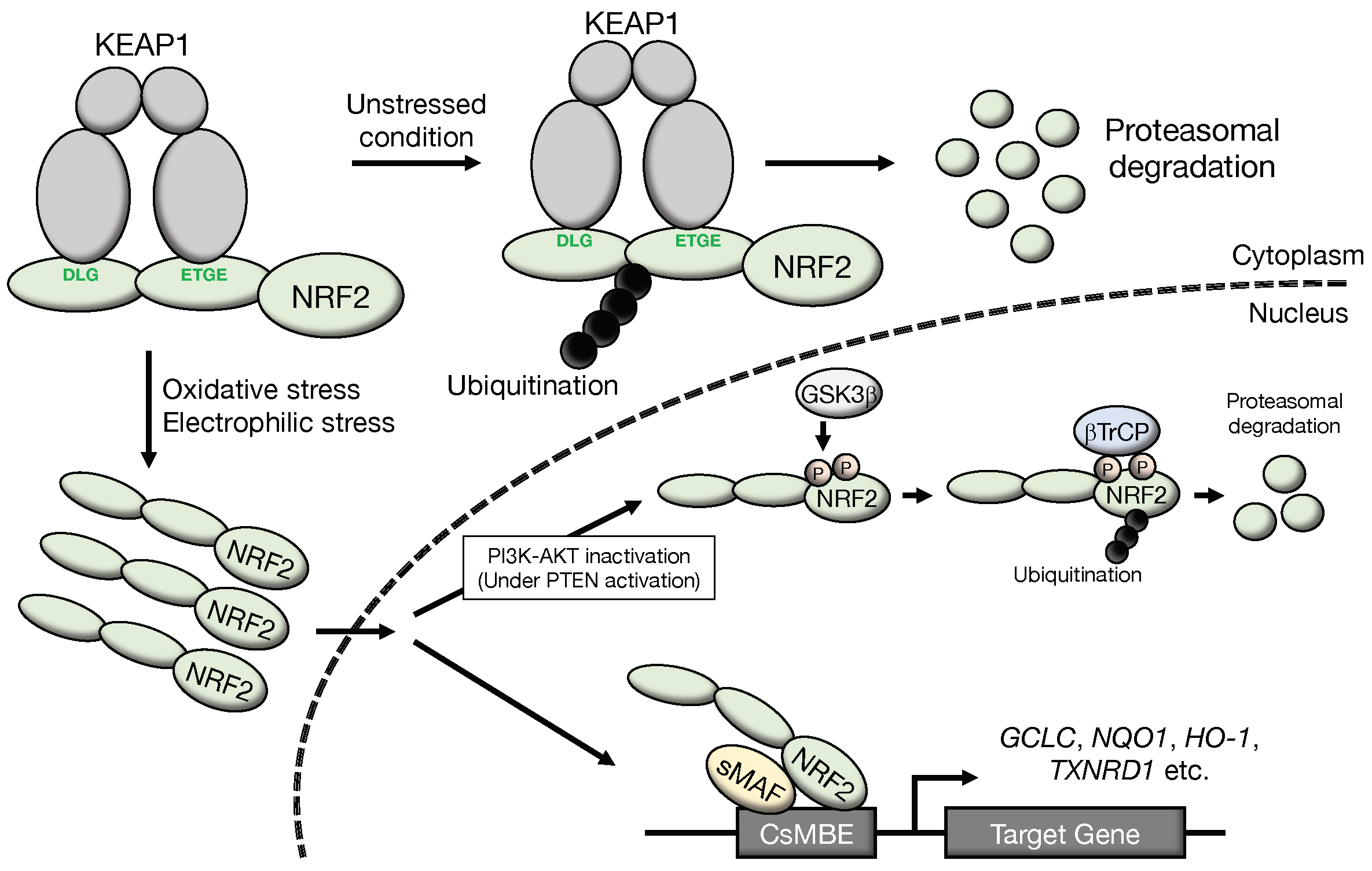 Cancers 14 04702 g001 Cancers 14 04702 g001