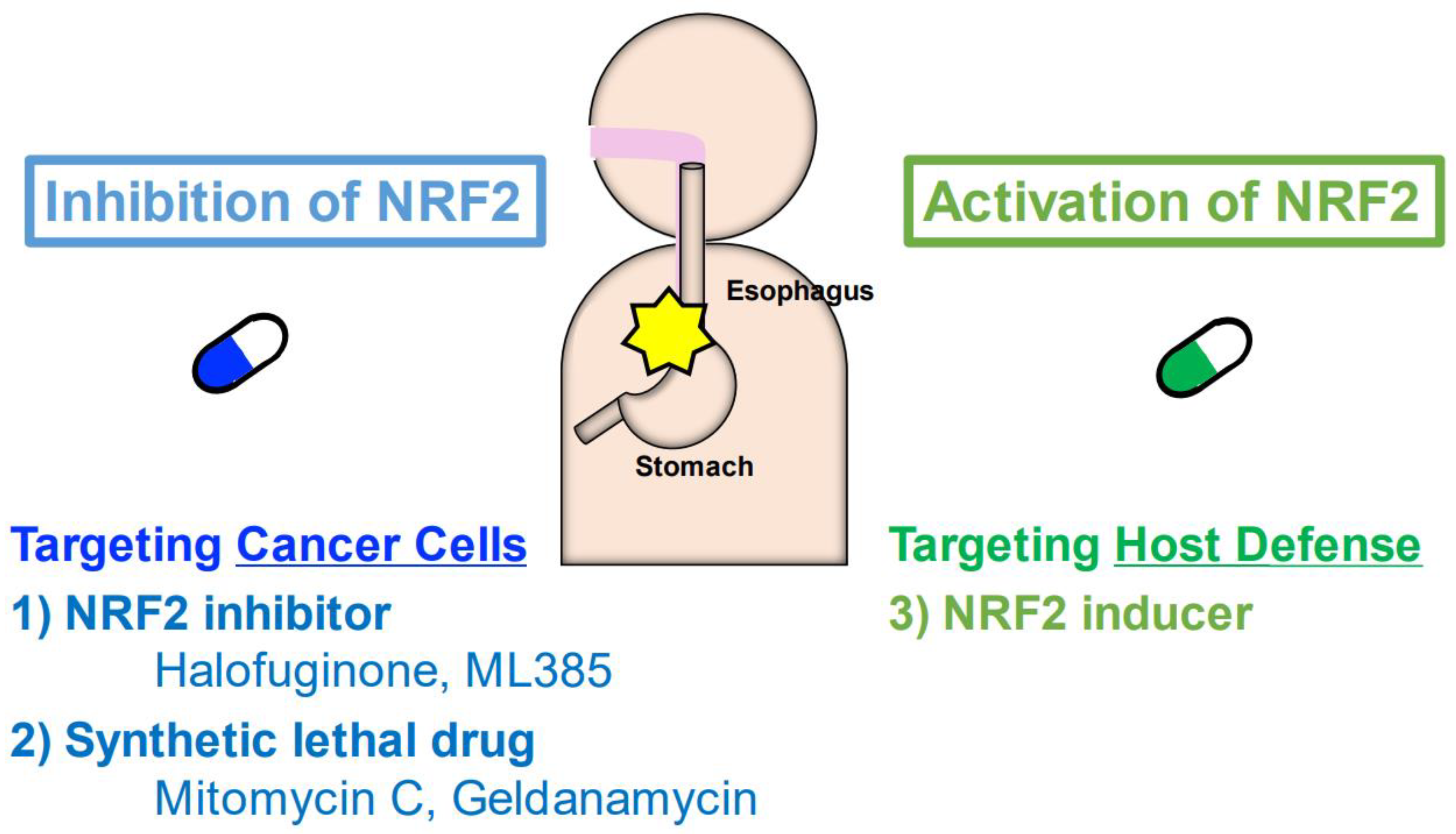 Cancers 14 04702 g007 Cancers 14 04702 g007