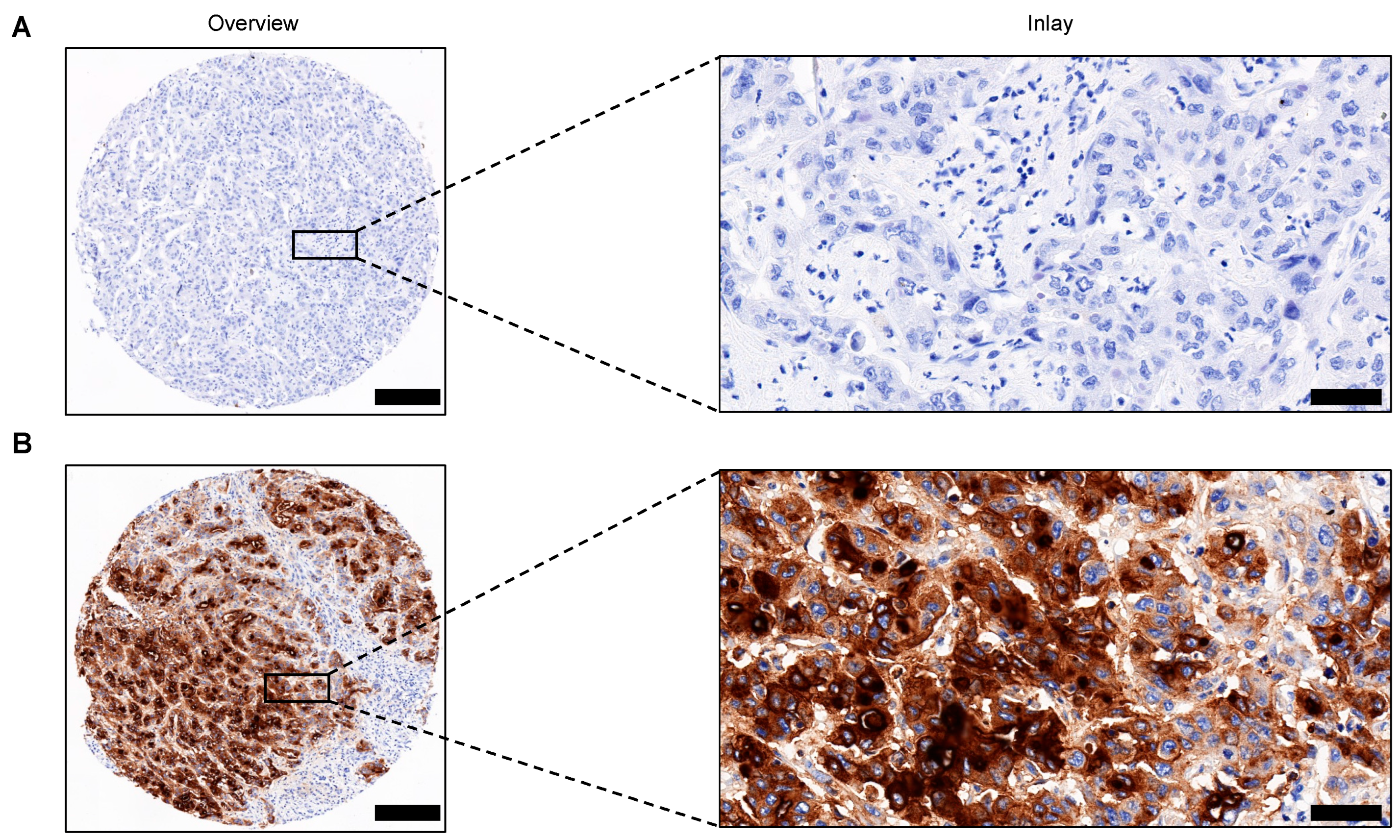 Cancers 14 04703 g001 Cancers 14 04703 g001