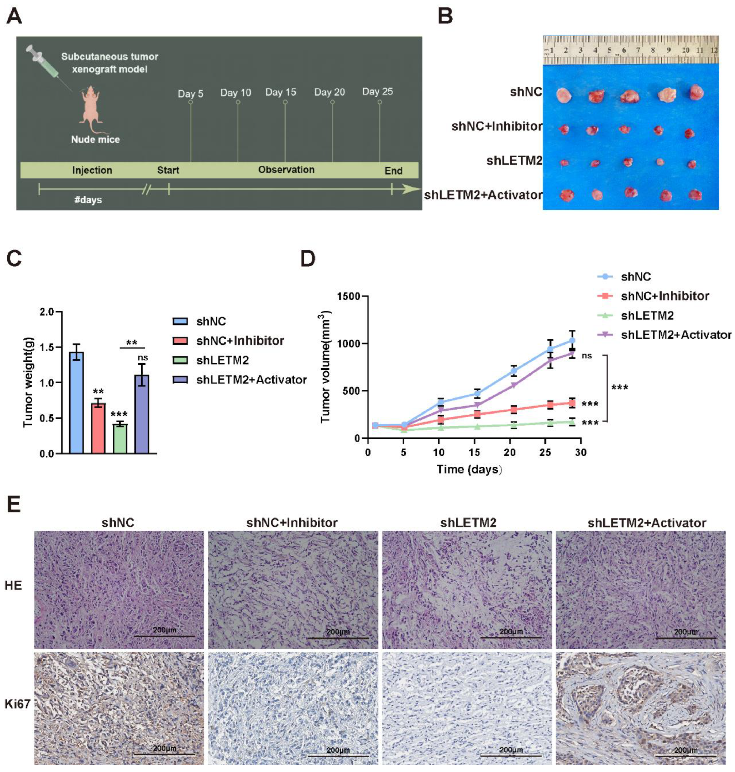 Cancers 14 04722 g008 Cancers 14 04722 g008