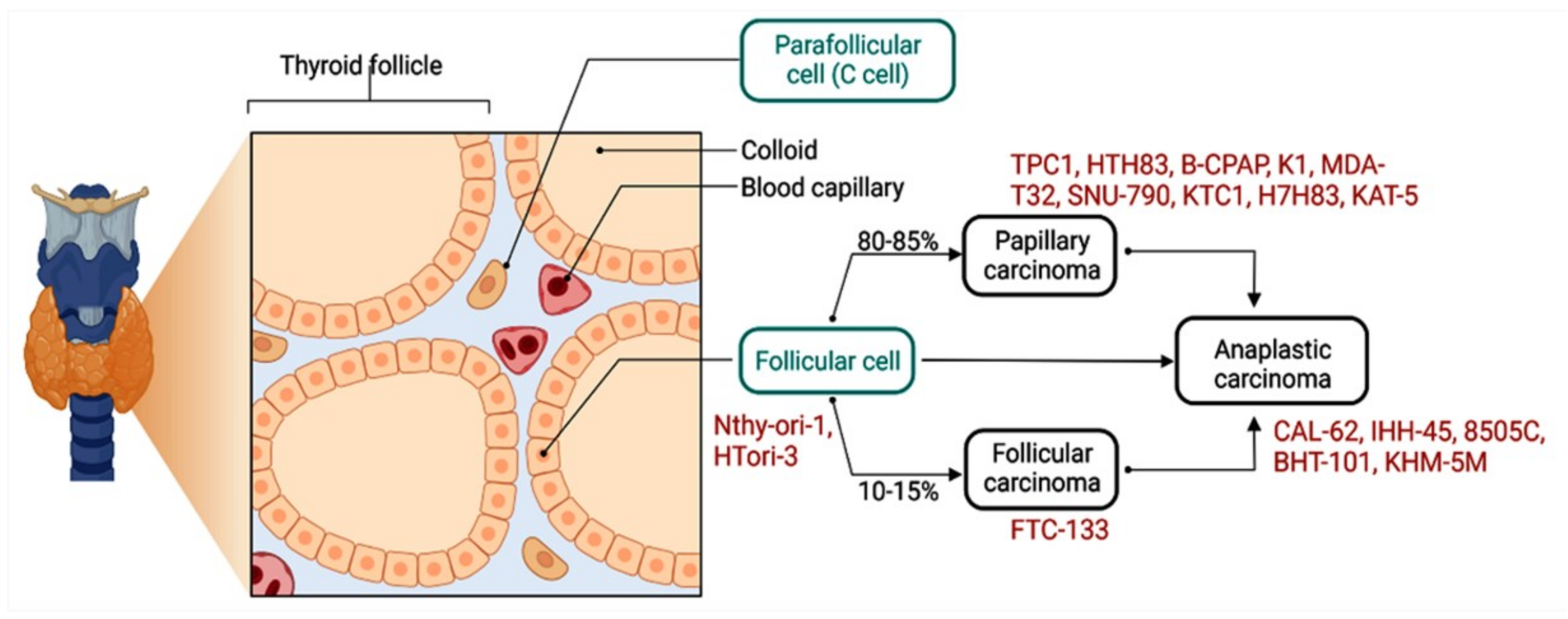 Cancers 14 04728 g004