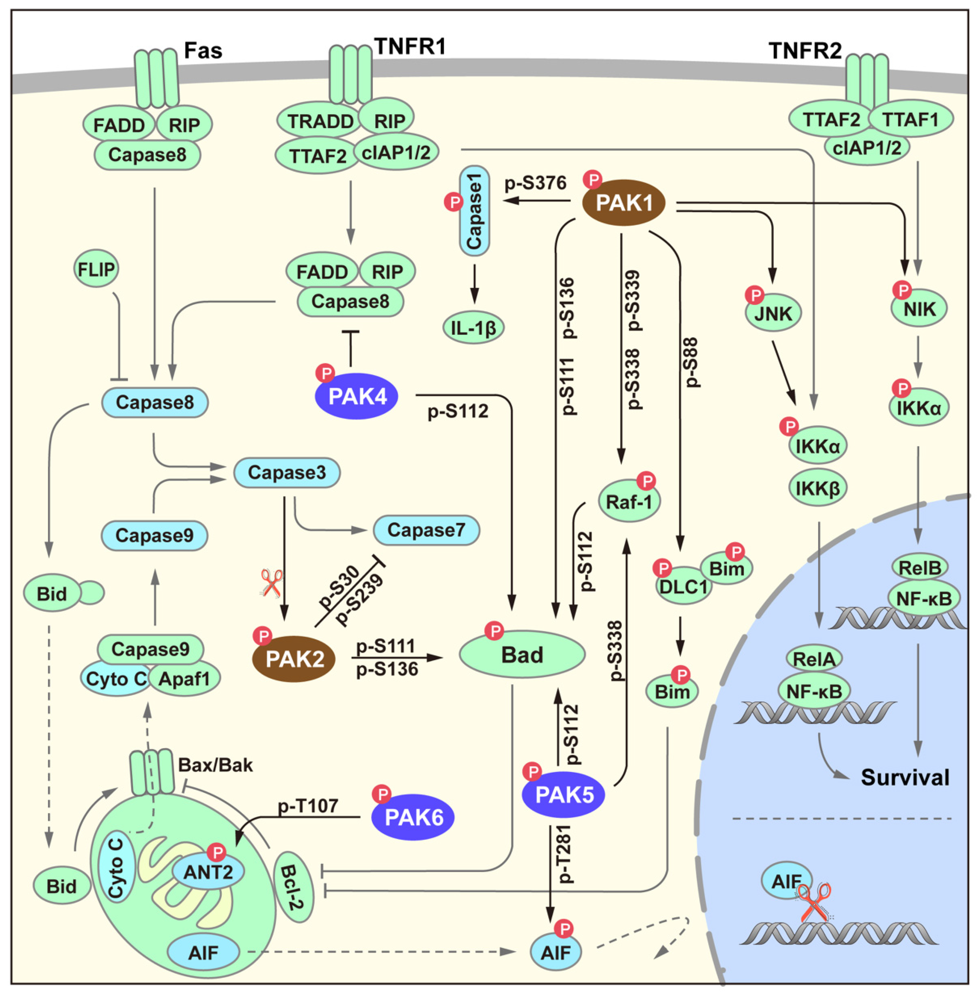 Cancers 14 04736 g004 Cancers 14 04736 g004
