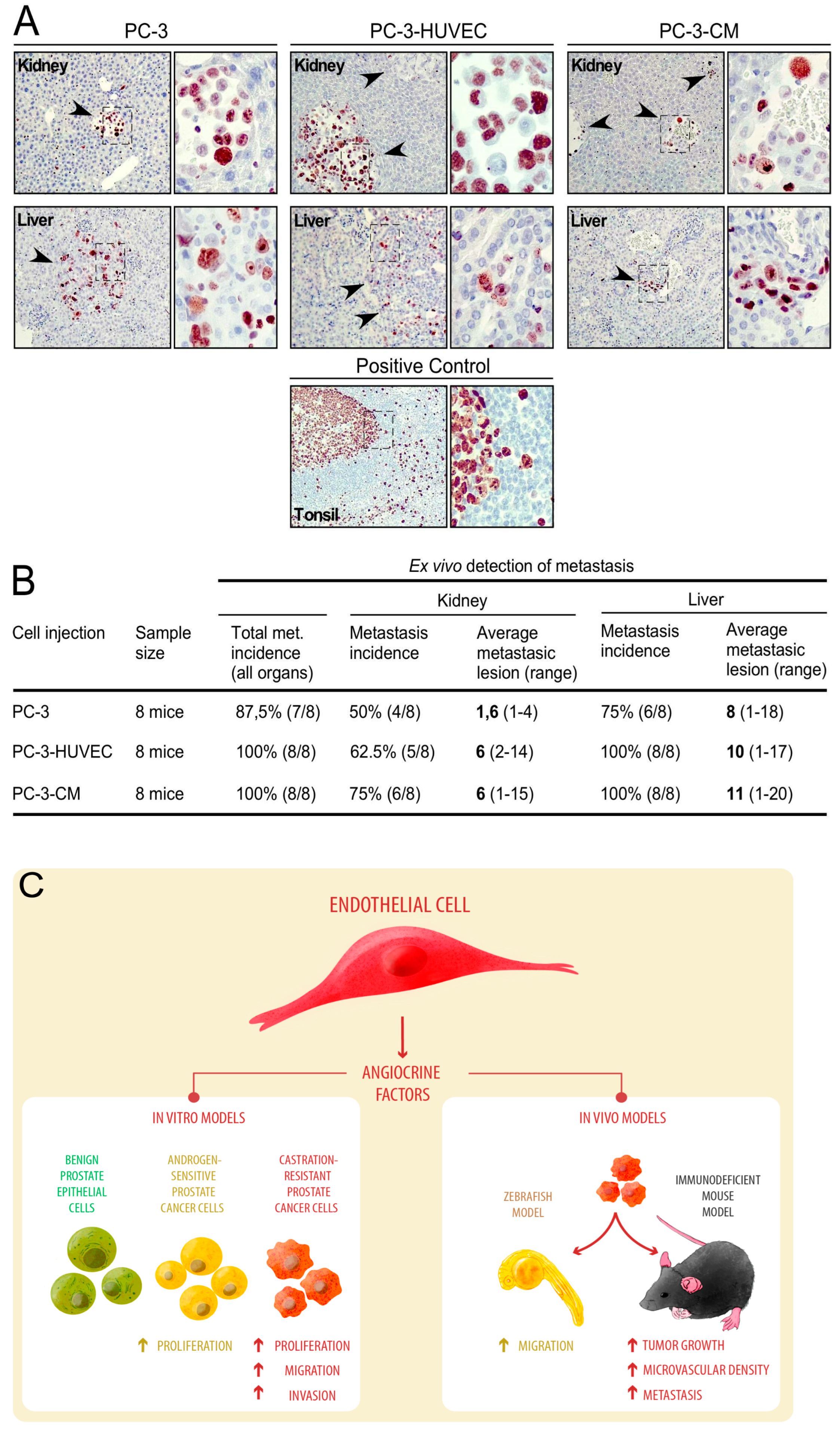 Cancers 14 04750 g004 Cancers 14 04750 g004