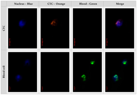 Verification of a Novel Minimally Invasive Device for the Isolation of ...