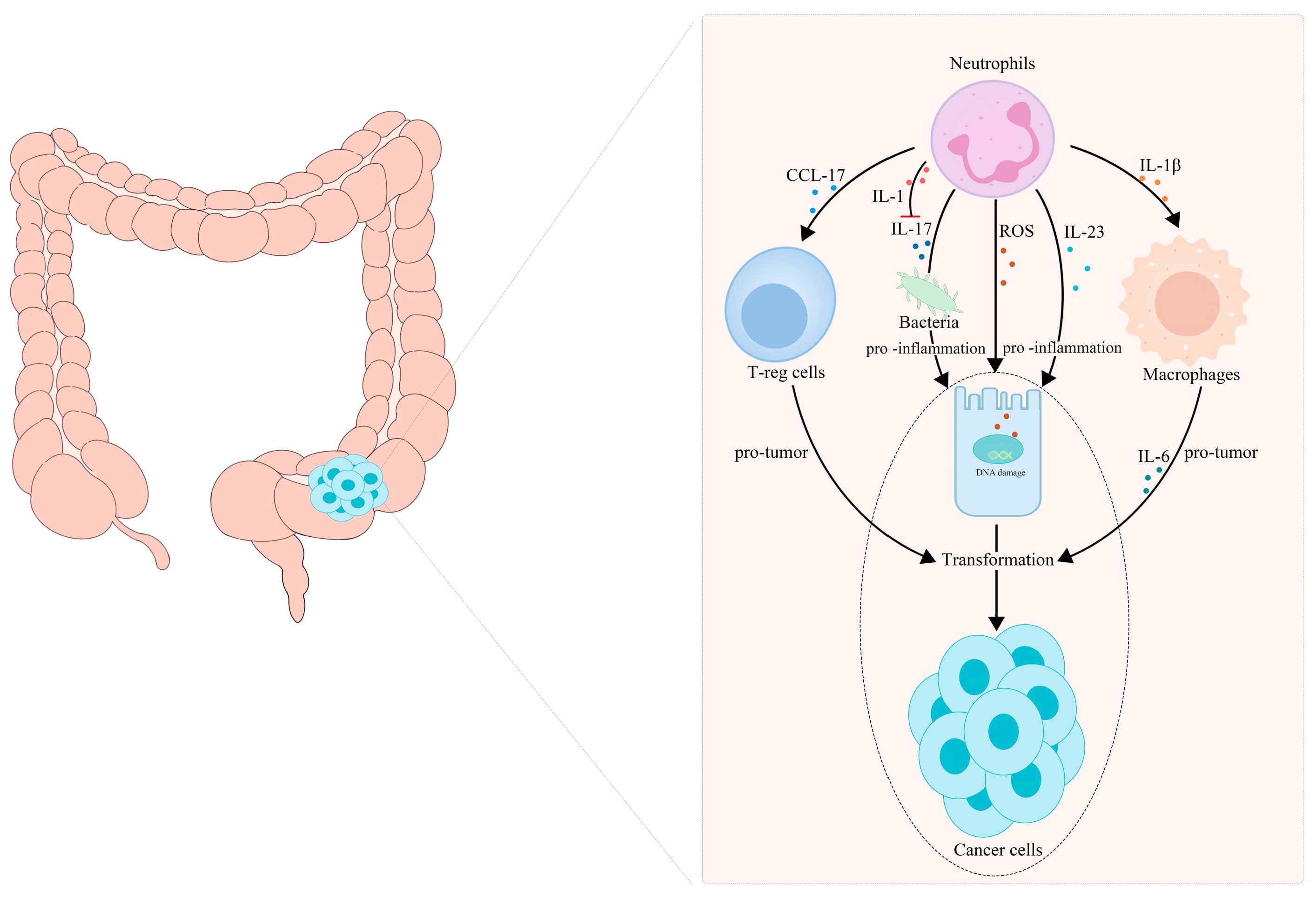 Cancers 14 04755 g002 Cancers 14 04755 g002