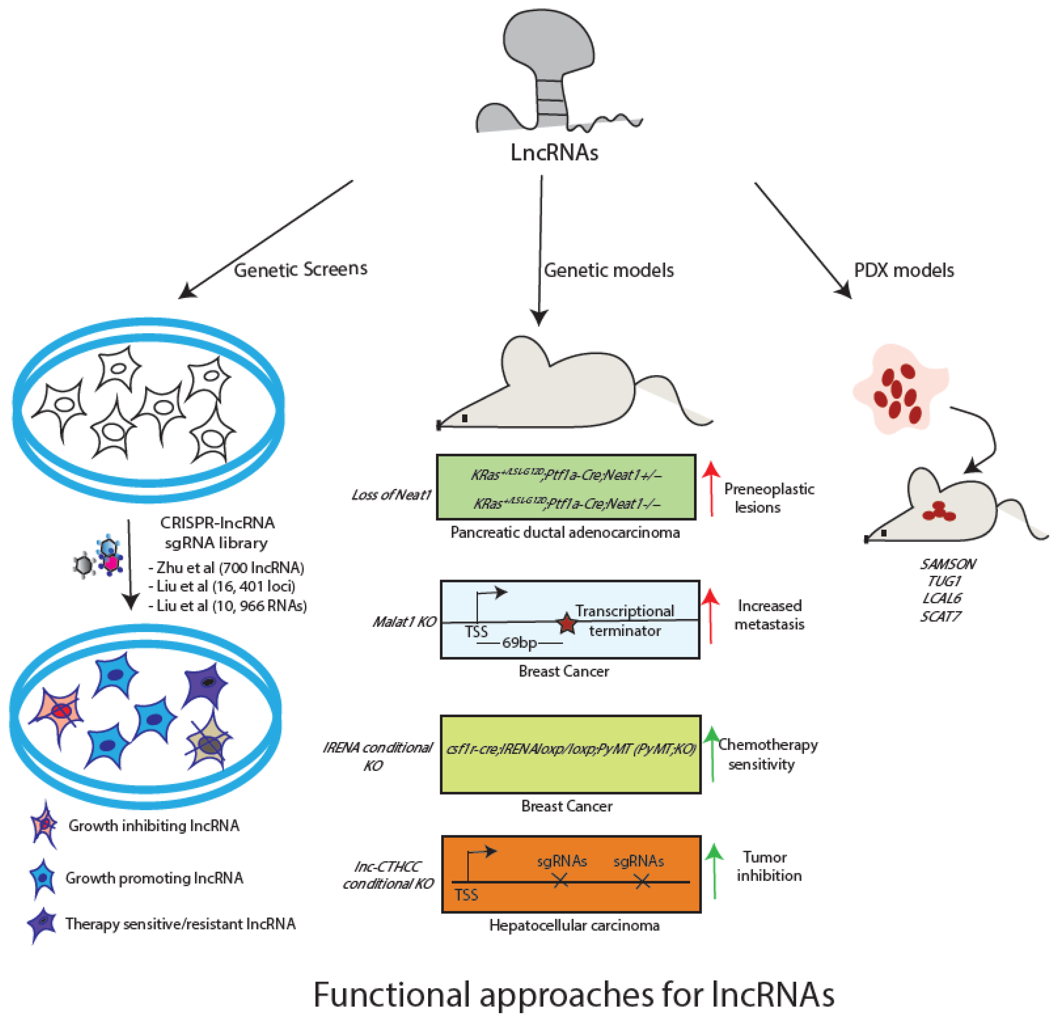 Long Non-Coding RNAs: Tools for Understanding and Targeting Cancer Pathways