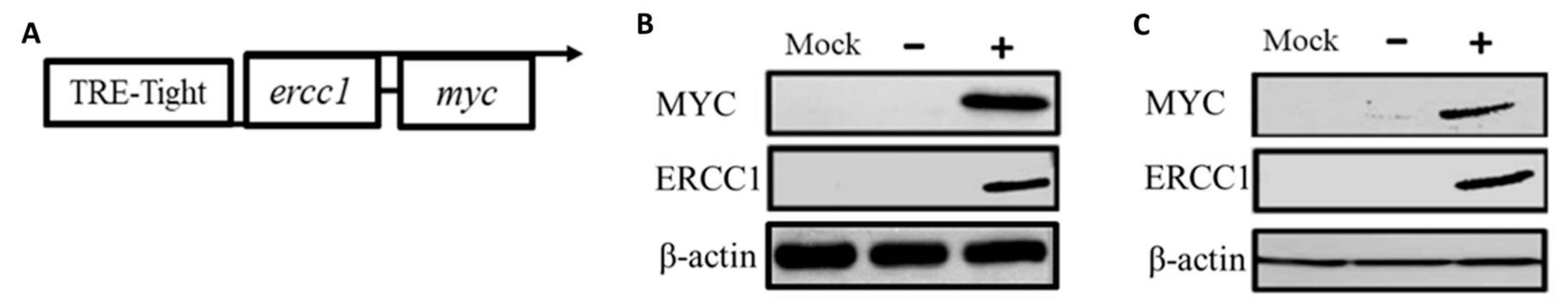 Cancers 14 04798 g001 Cancers 14 04798 g001