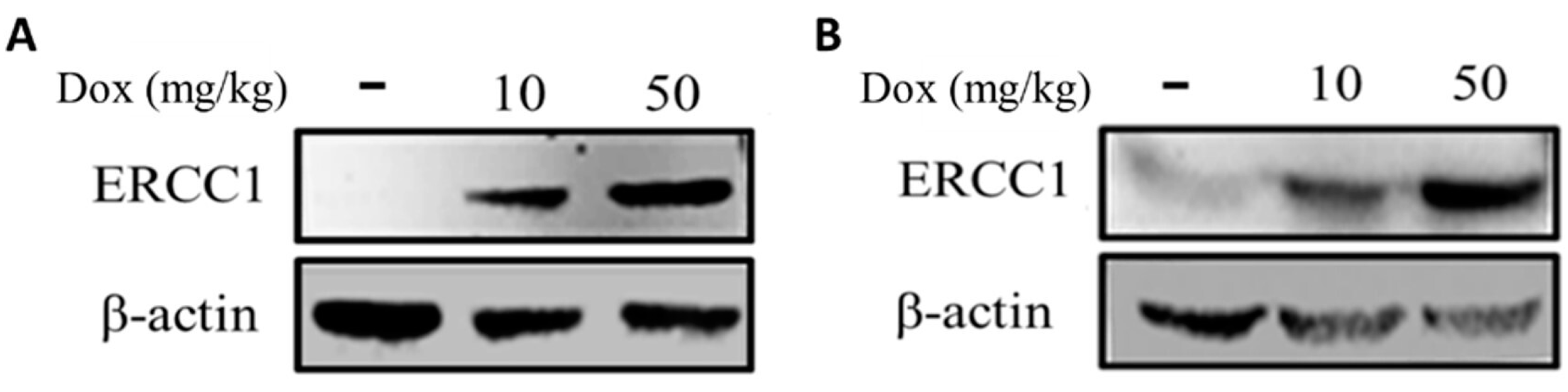 Cancers 14 04798 g005 Cancers 14 04798 g005