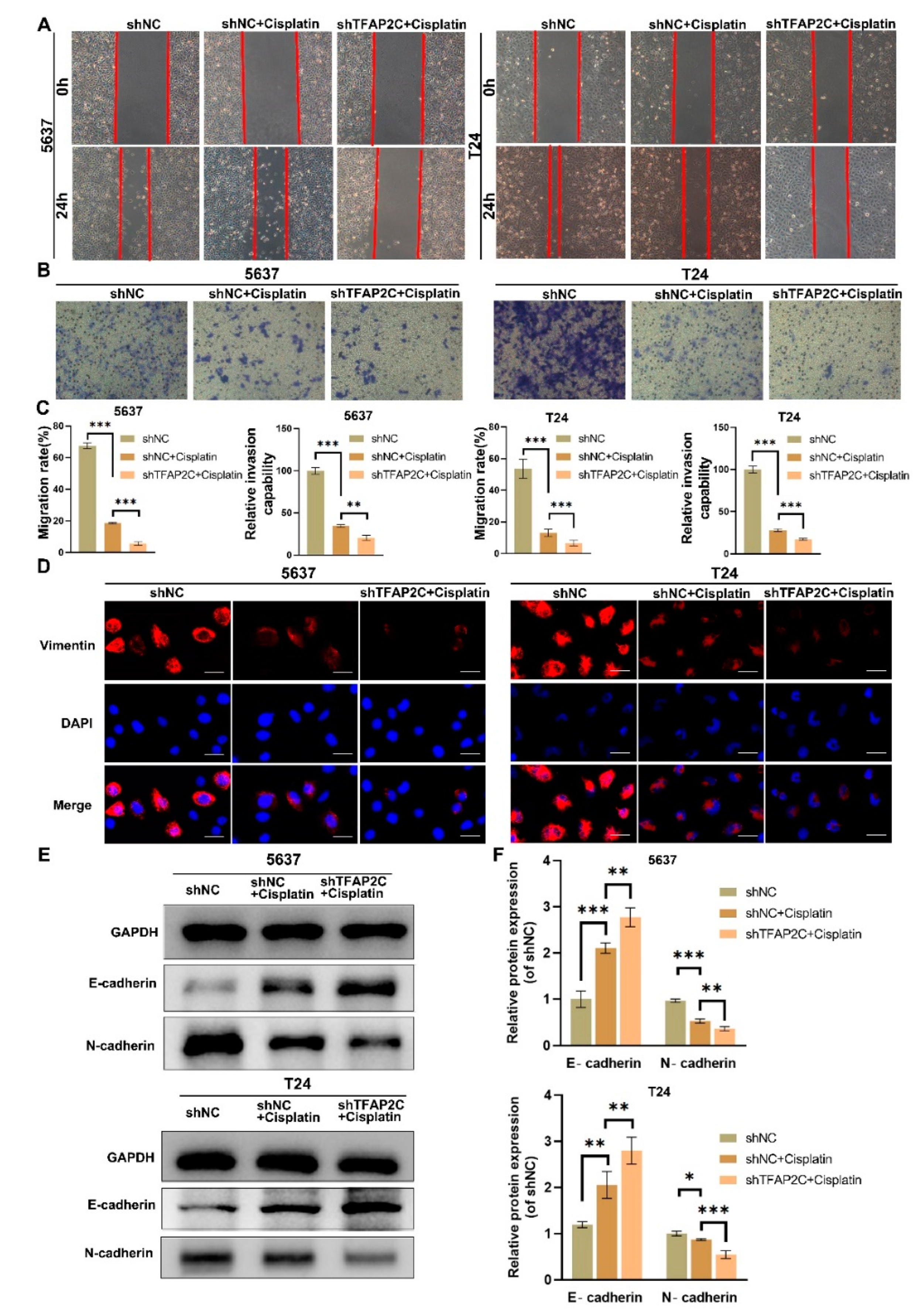 Cancers 14 04809 g003 Cancers 14 04809 g003
